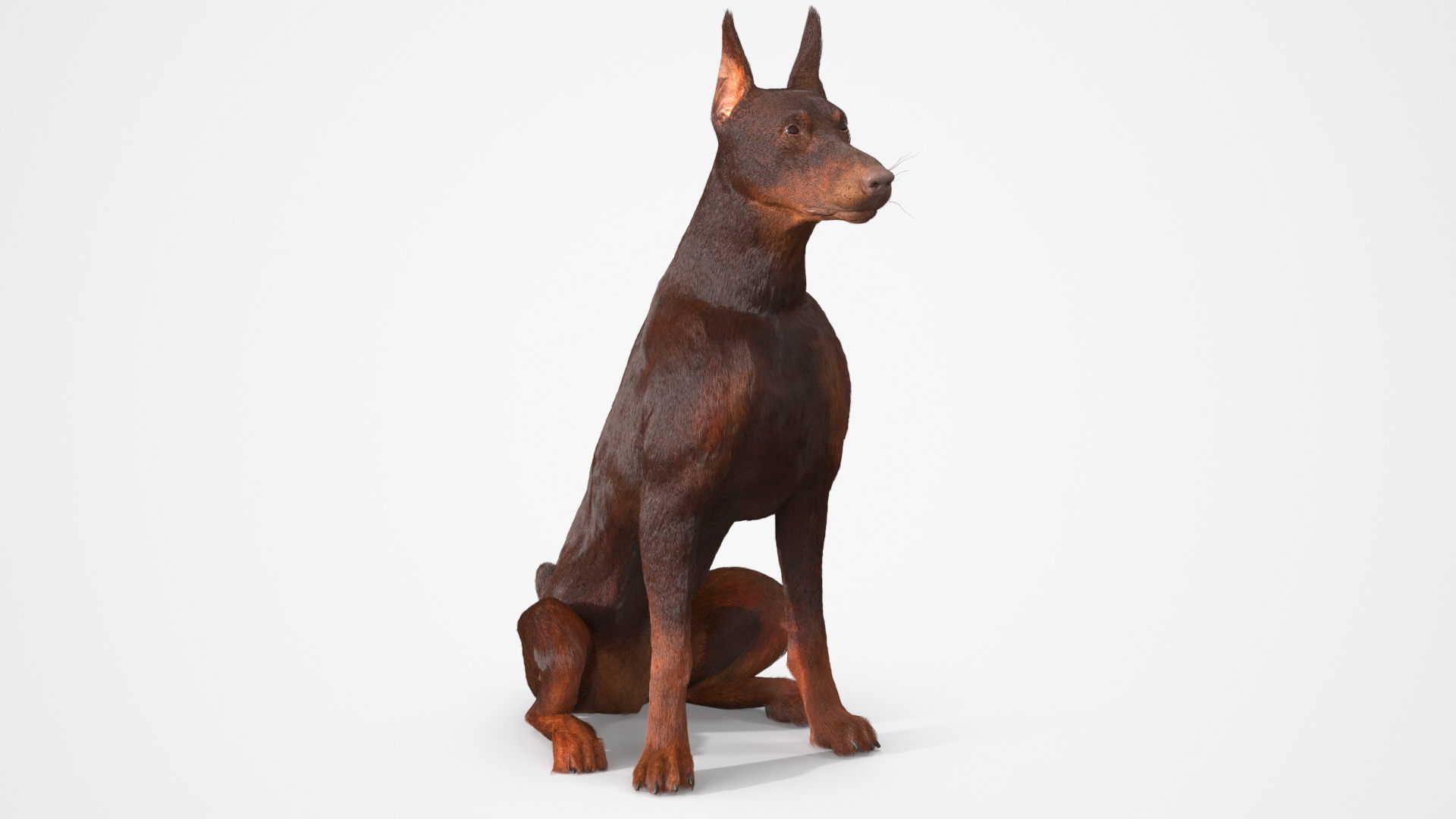 Brown Doberman Pinscher Sits Fur 3D