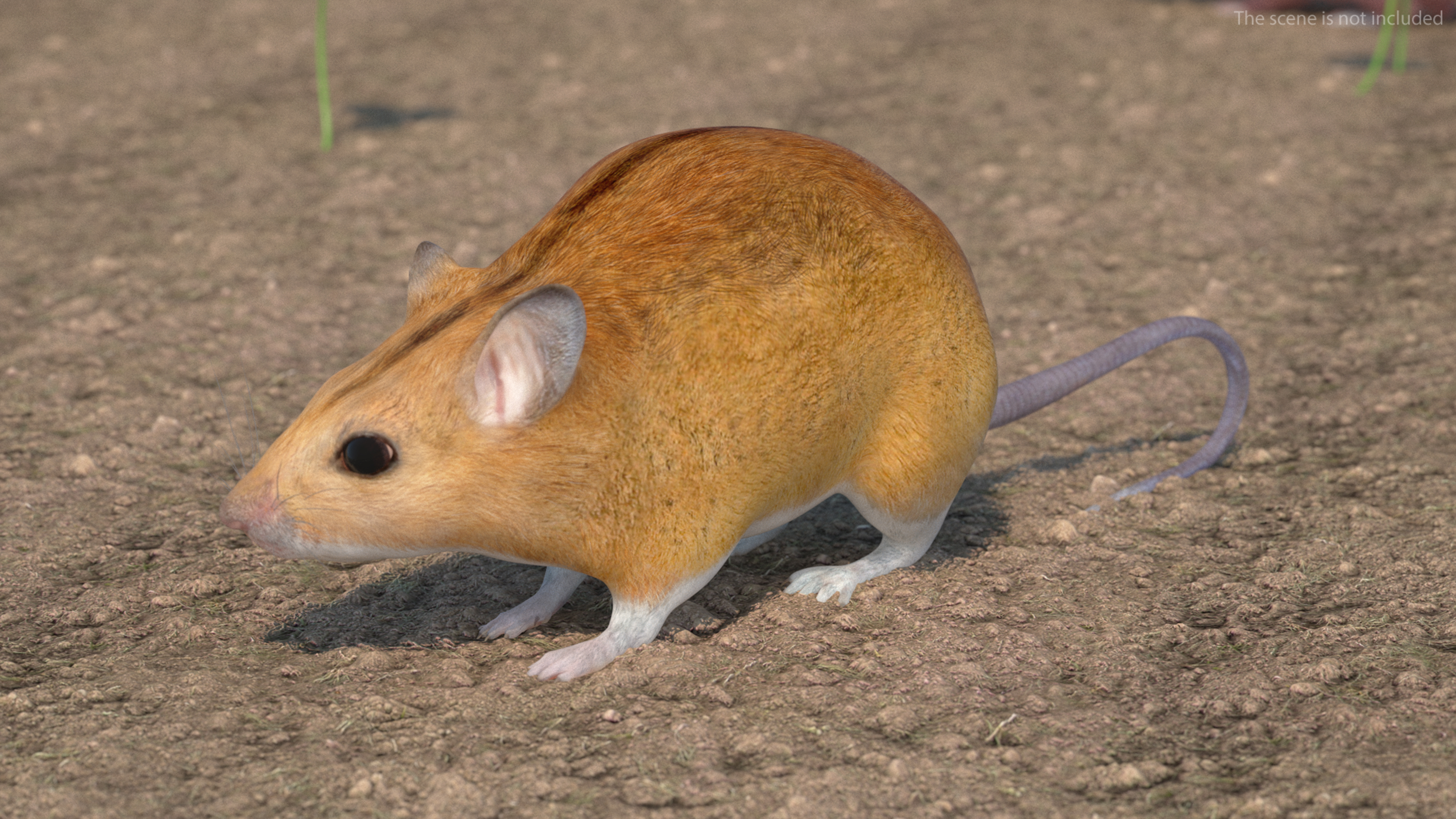 3D model Calabyi Mouse Rigged