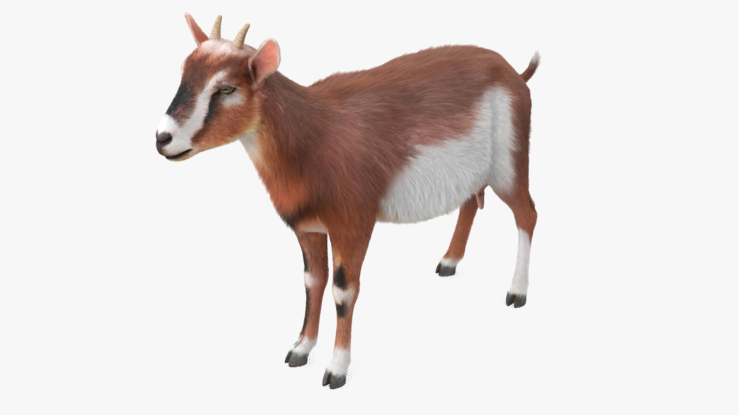 Dairy Goat Brown Rigged for Cinema 4D 3D