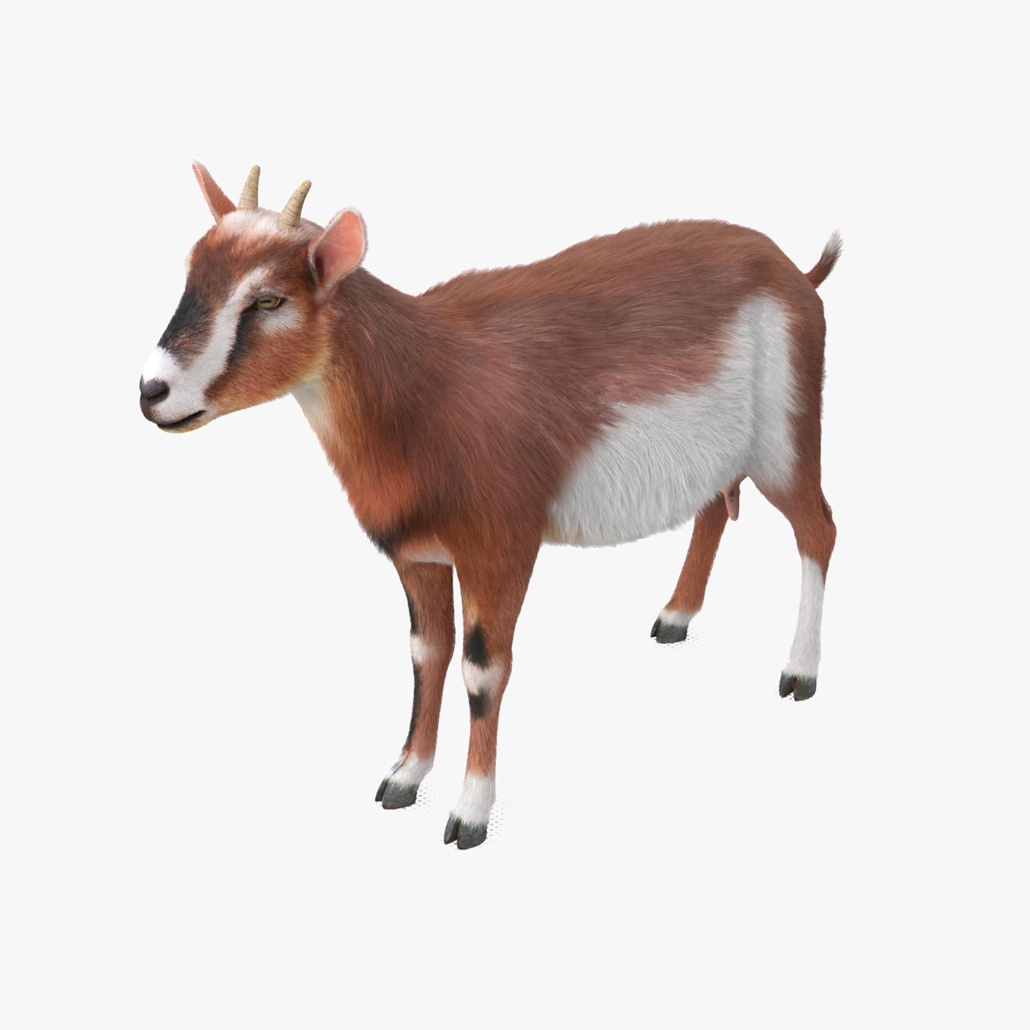 Dairy Goat Brown Rigged for Cinema 4D 3D