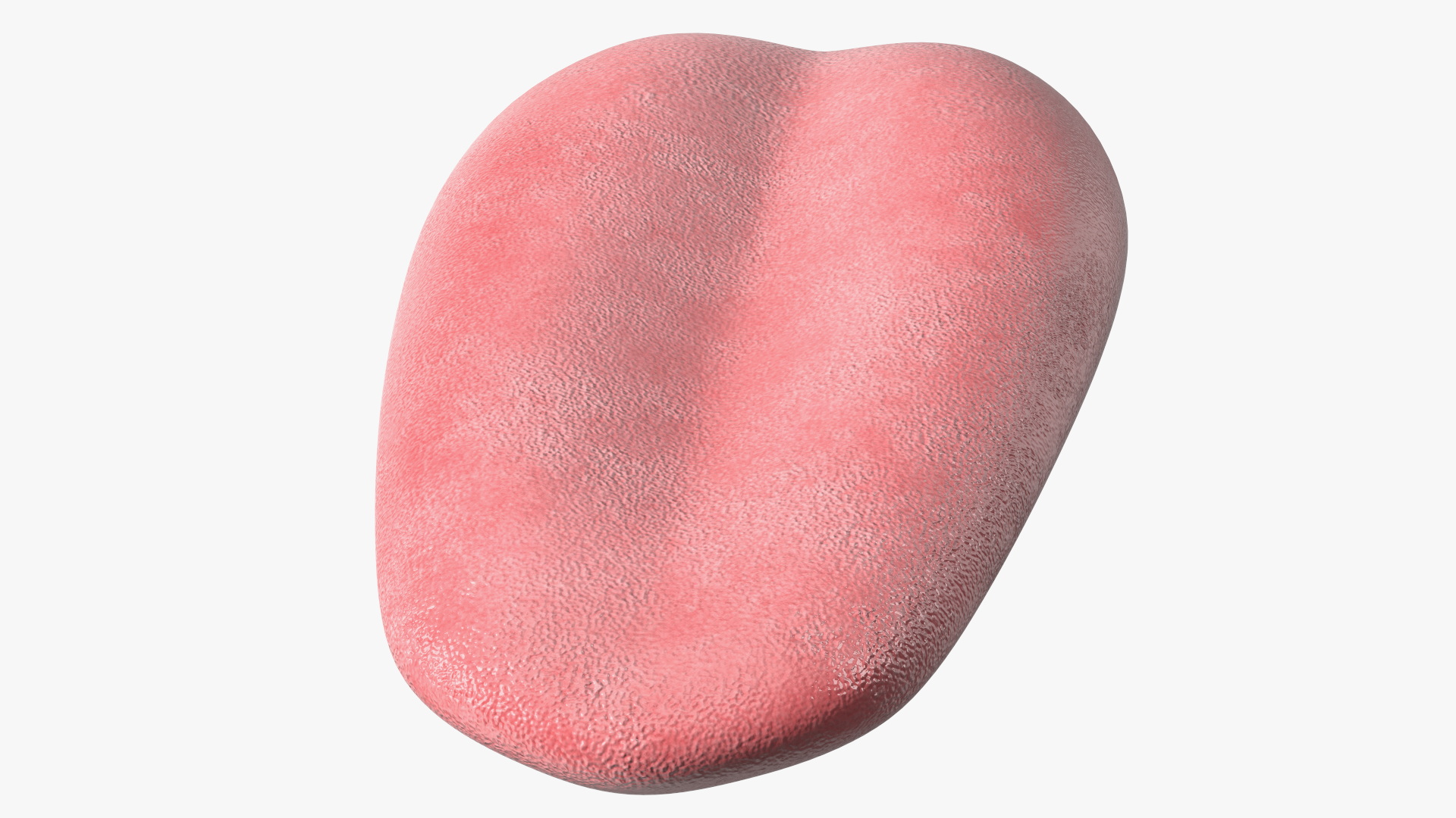 3D model Human Tongue Anatomy