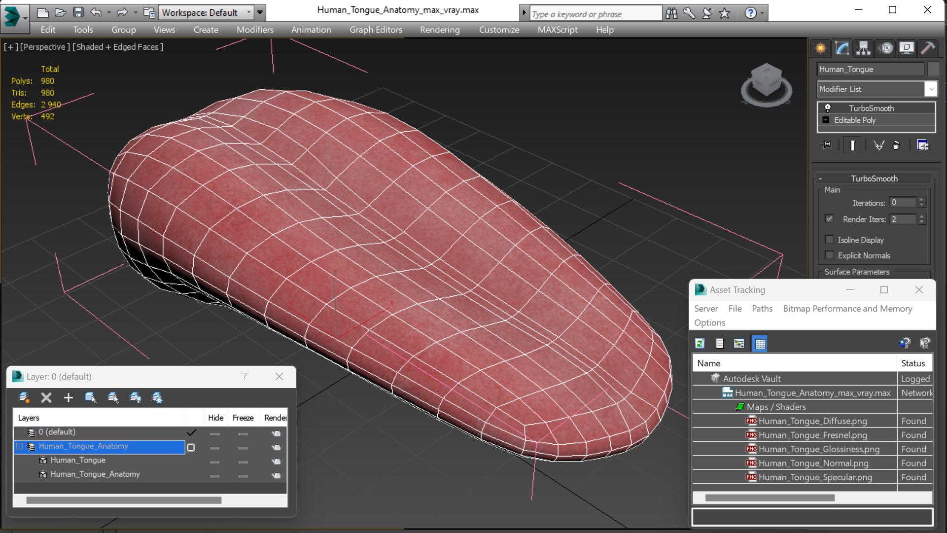 3D model Human Tongue Anatomy