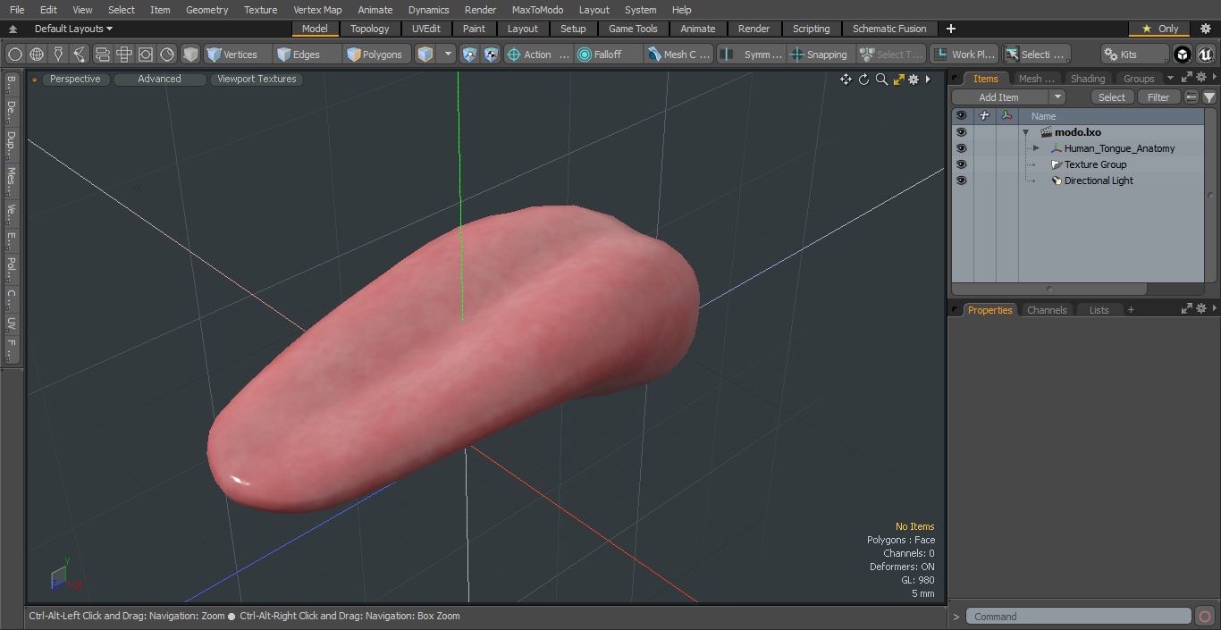 3D model Human Tongue Anatomy