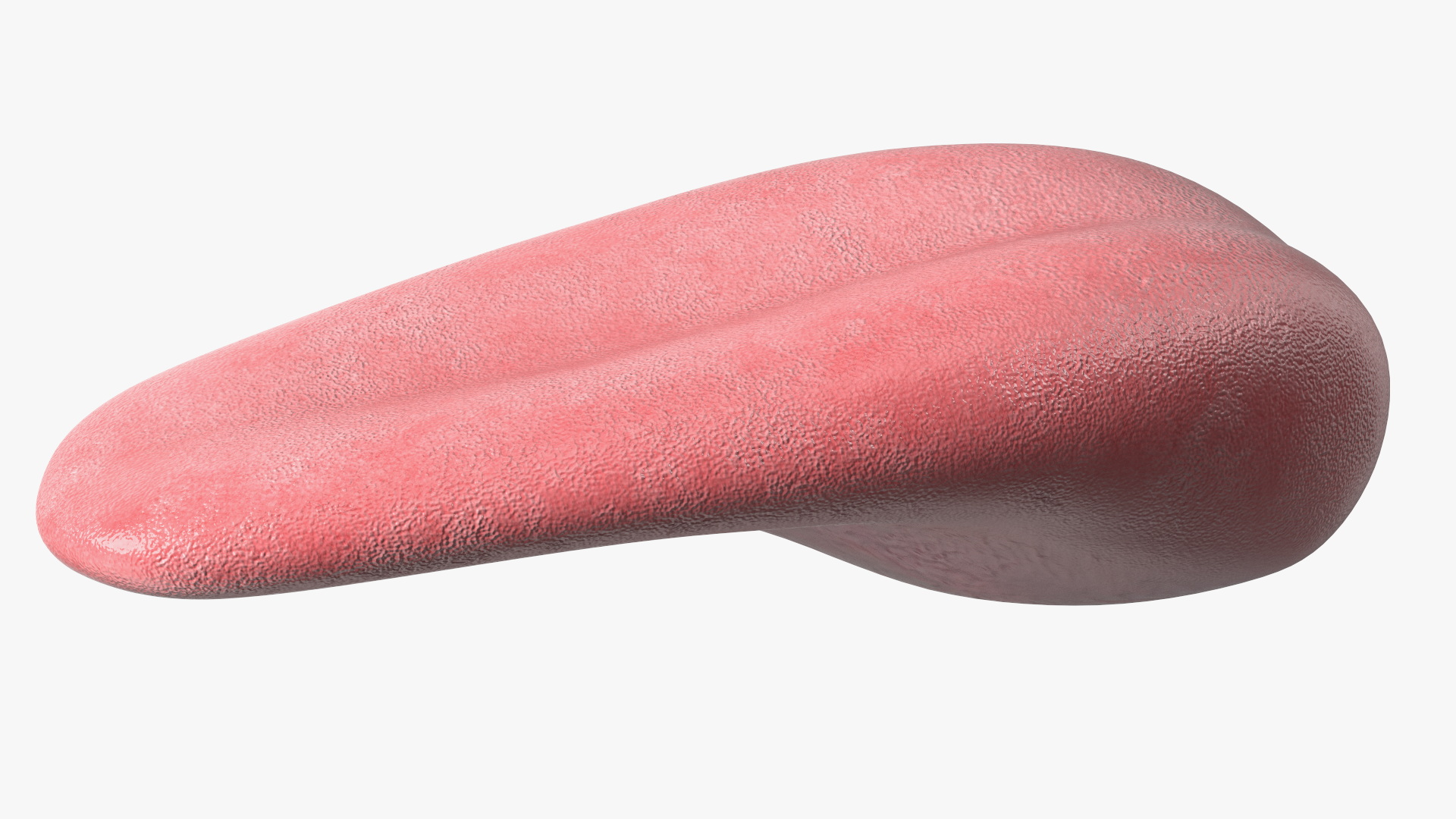 3D model Human Tongue Anatomy