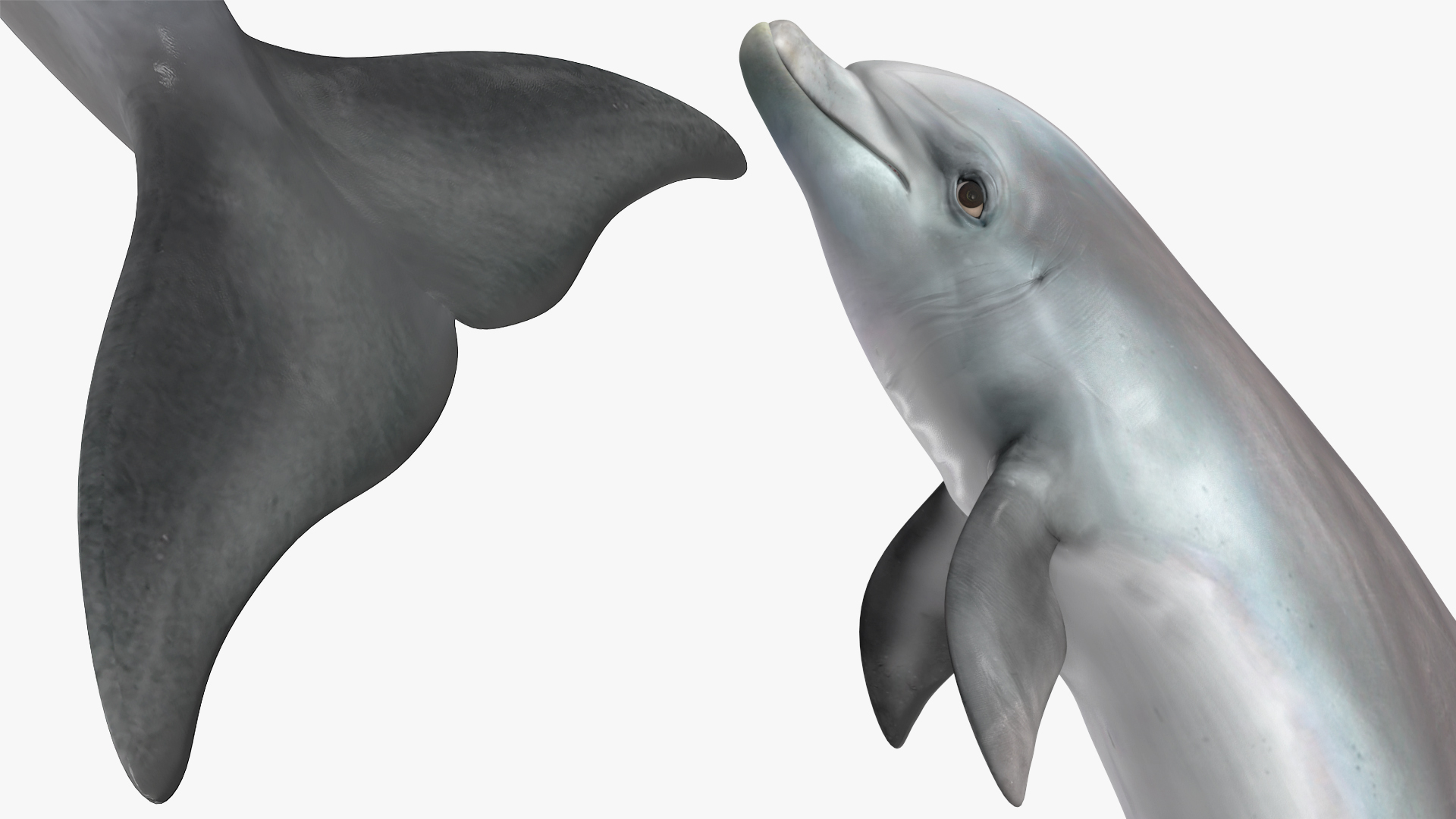 3D Dolphin Jumping Out Of Water Animated for Cinema 4D