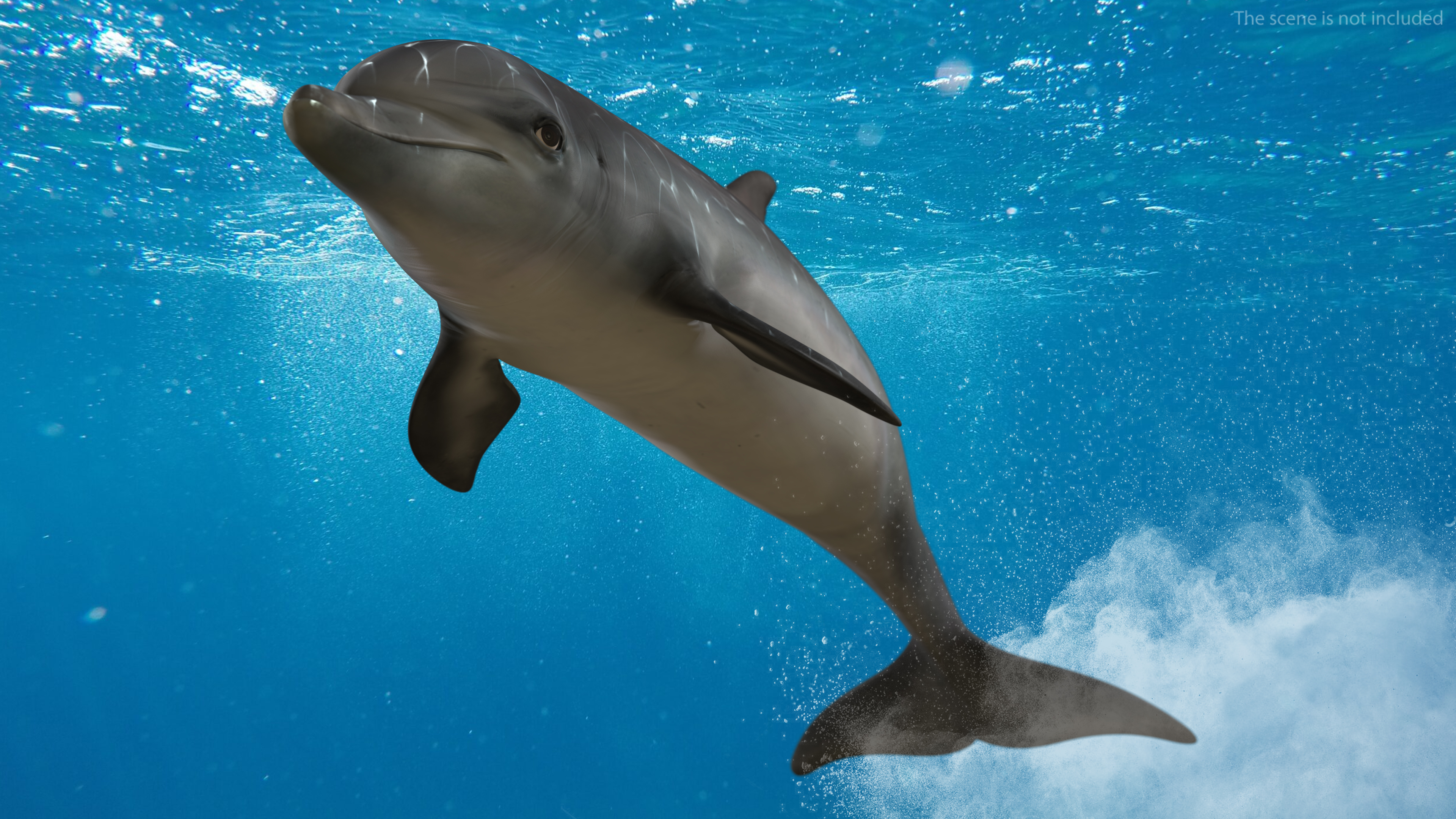 3D Dolphin Jumping Out Of Water Animated for Cinema 4D