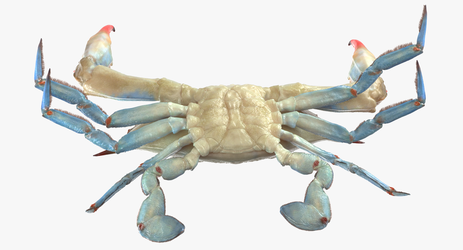 3D model Blue Crab Fight Pose