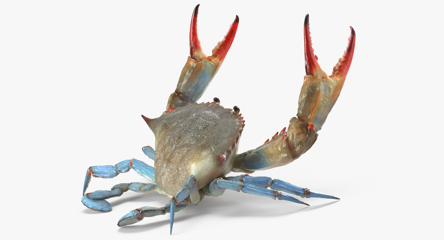 3D model Blue Crab Fight Pose