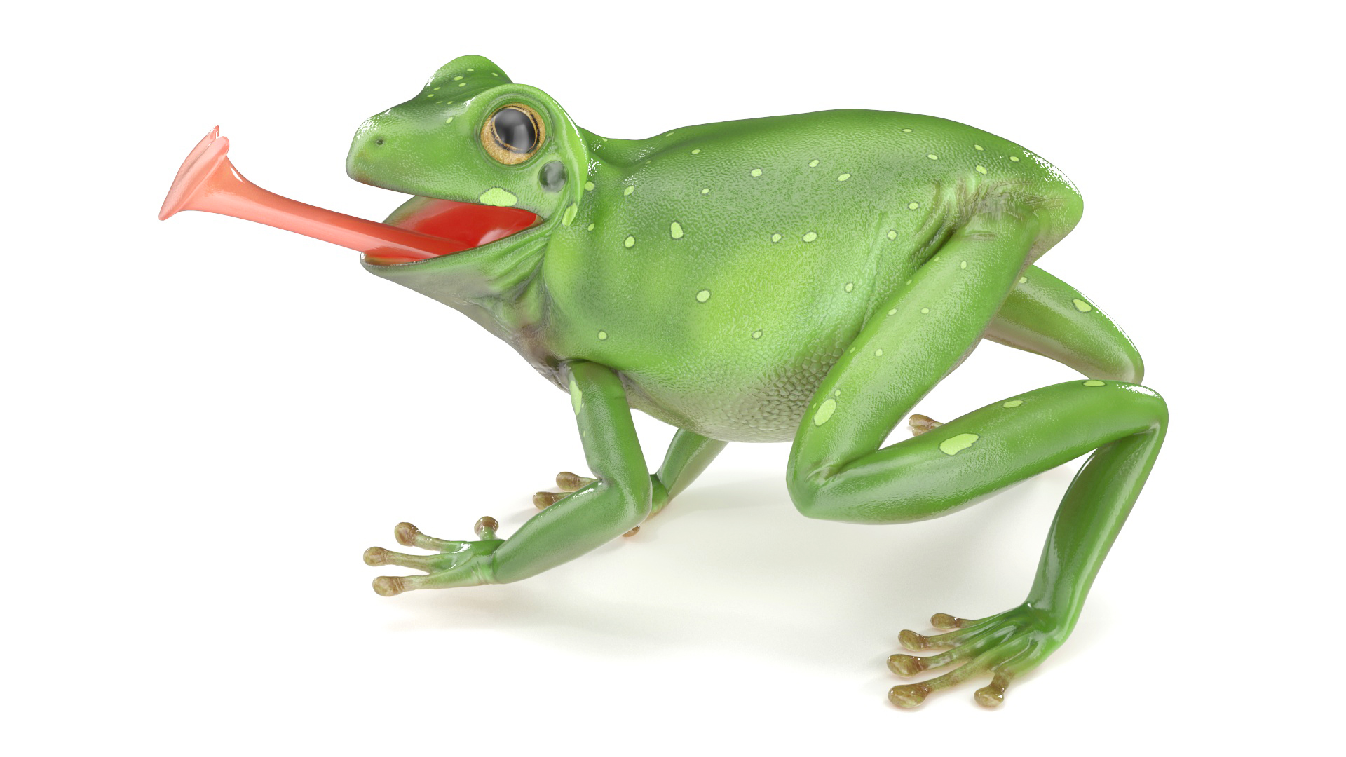 Realistic Australian Green Frog Rigged for Maya 3D