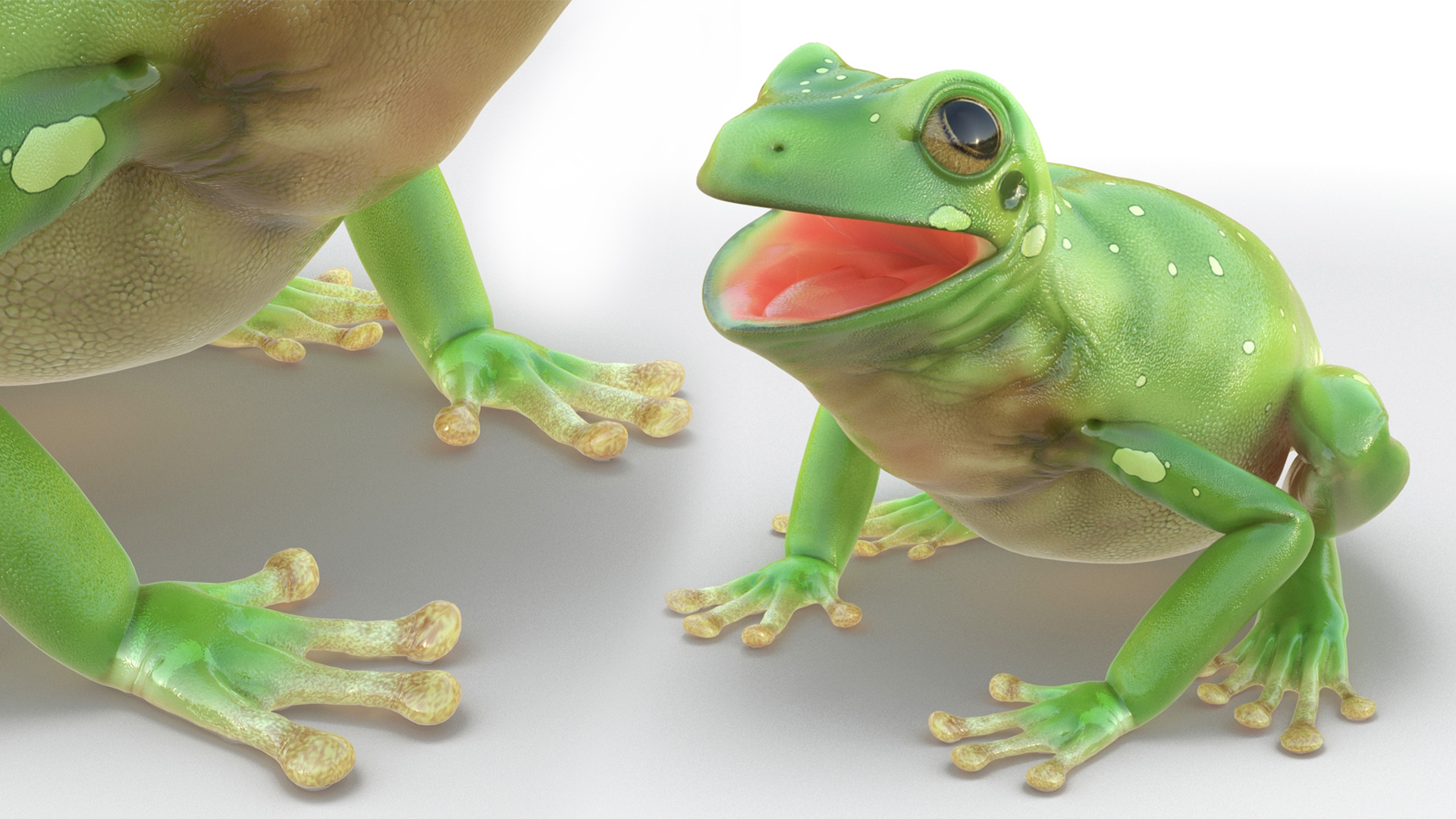 Realistic Australian Green Frog Rigged for Maya 3D