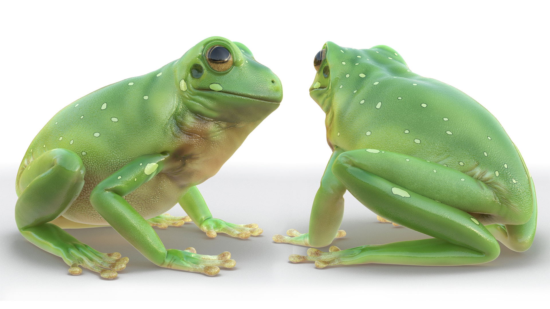 Realistic Australian Green Frog Rigged for Maya 3D