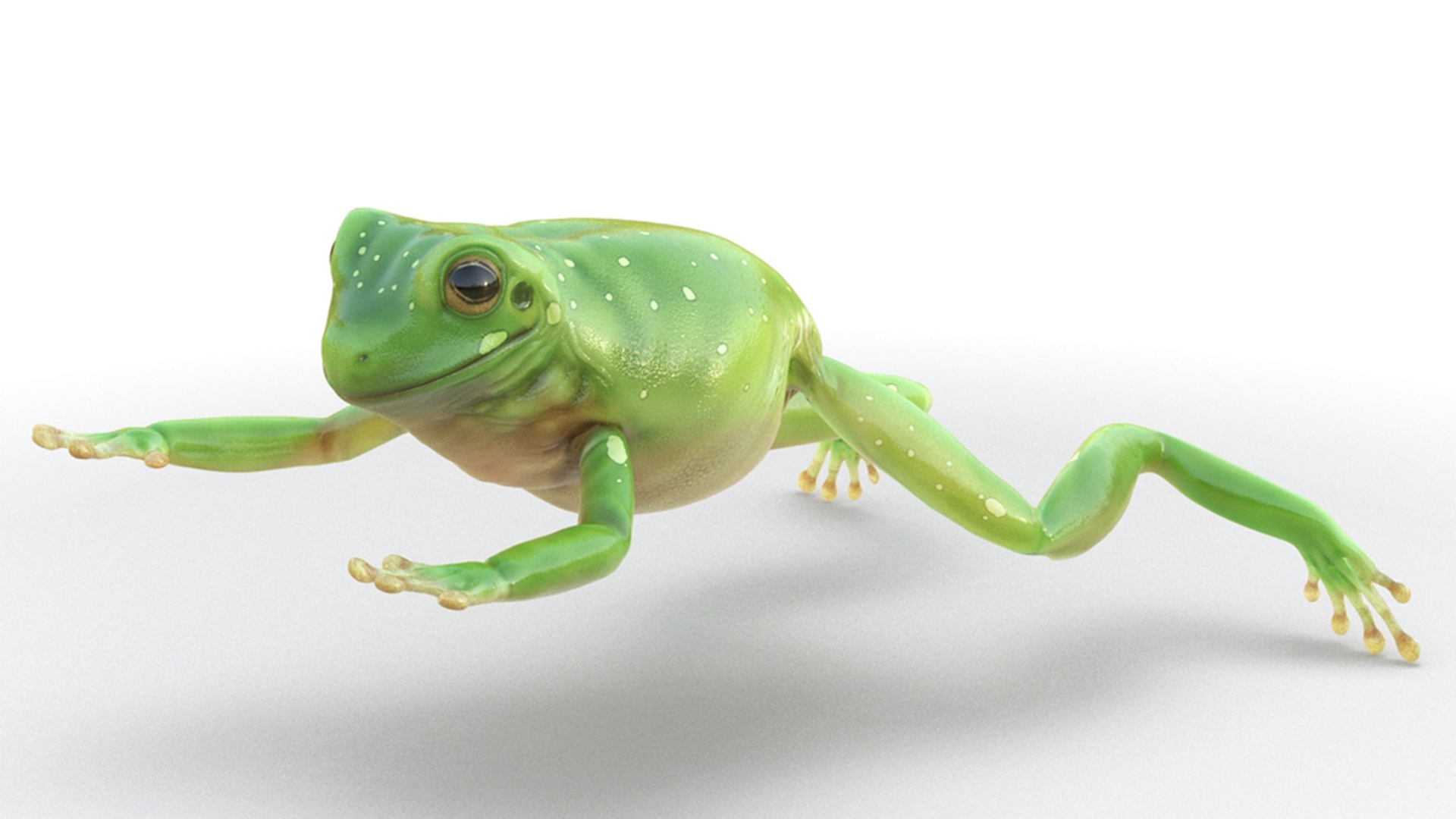 Realistic Australian Green Frog Rigged for Maya 3D