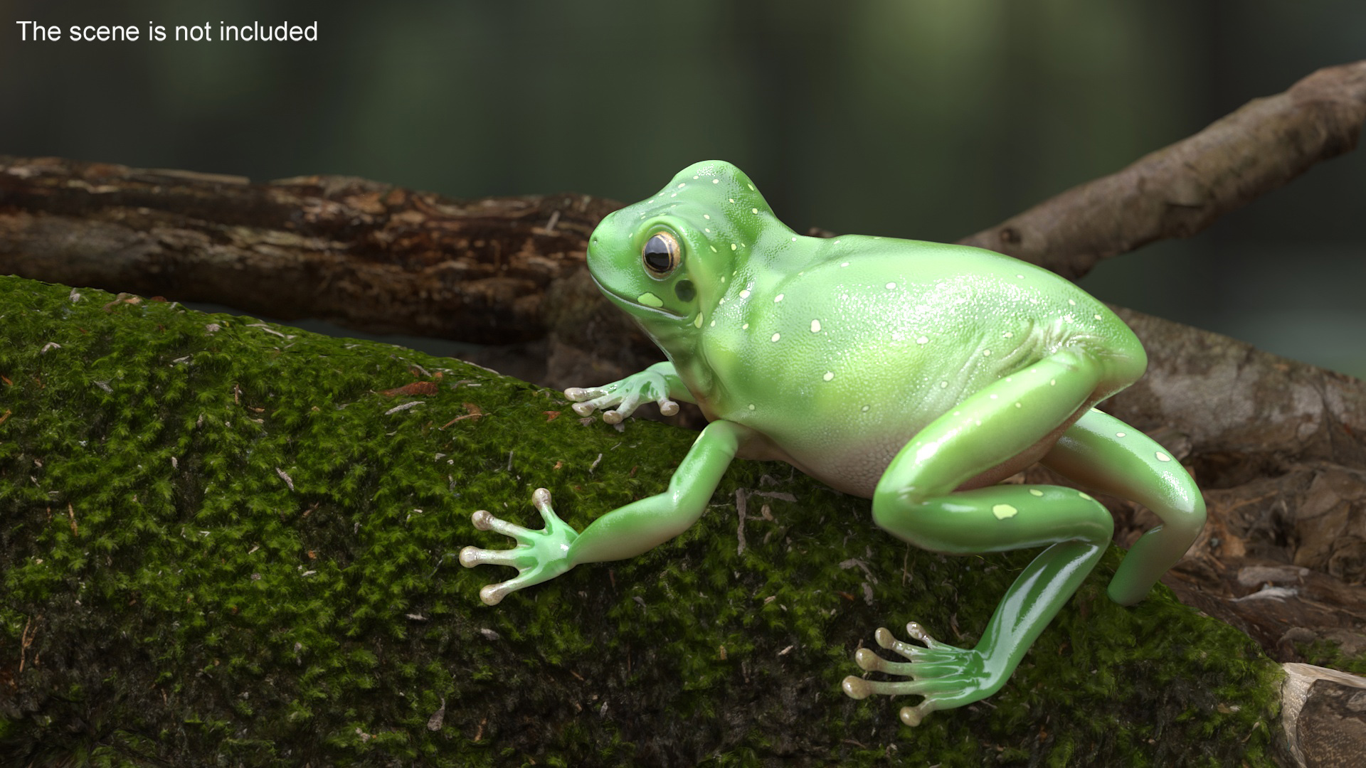 Realistic Australian Green Frog Rigged for Maya 3D