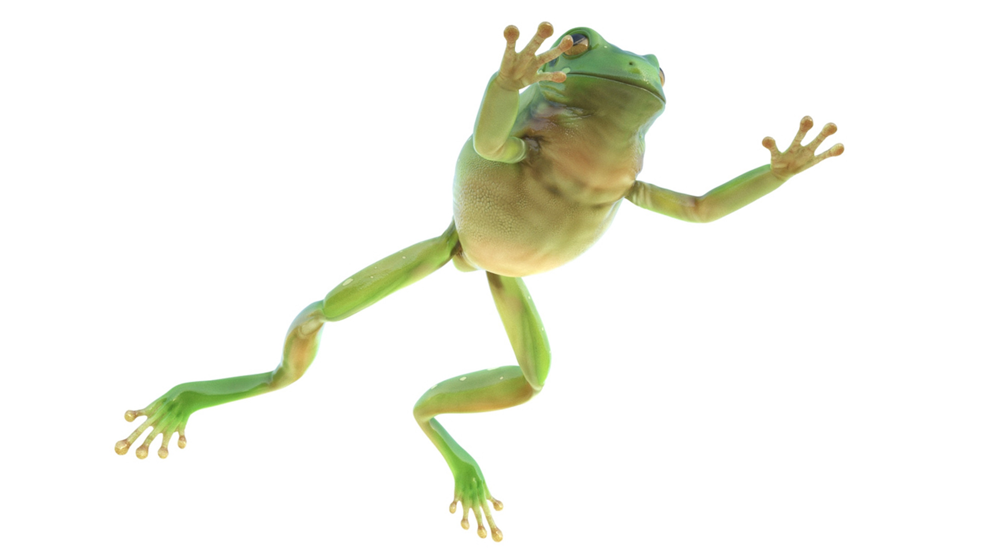 Realistic Australian Green Frog Rigged for Maya 3D