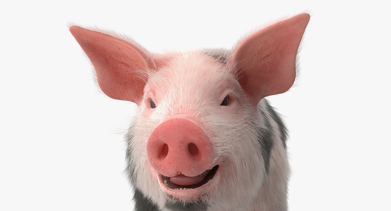 3D Pig Piglet Pietrain with Fur model