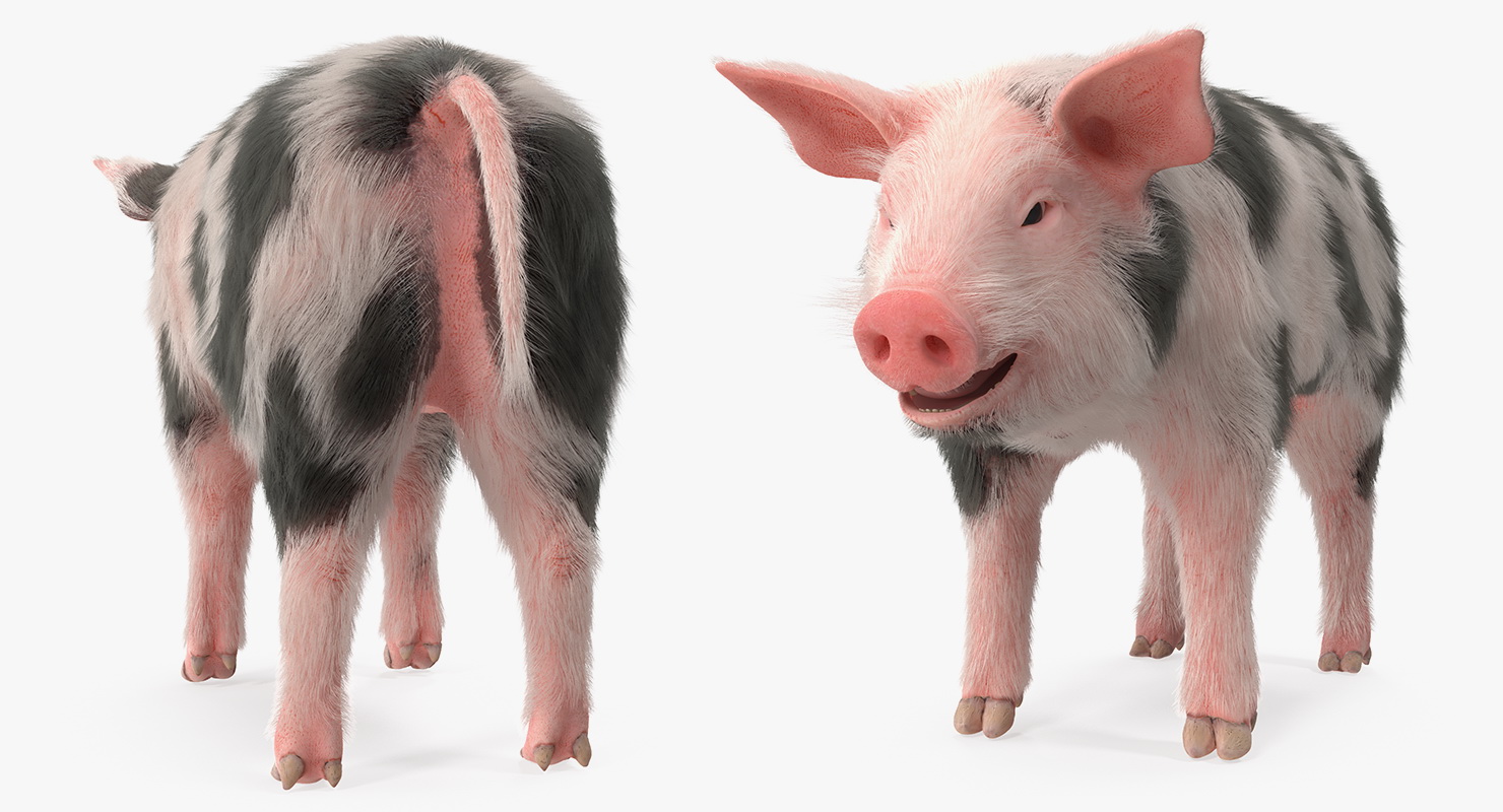 3D Pig Piglet Pietrain with Fur model