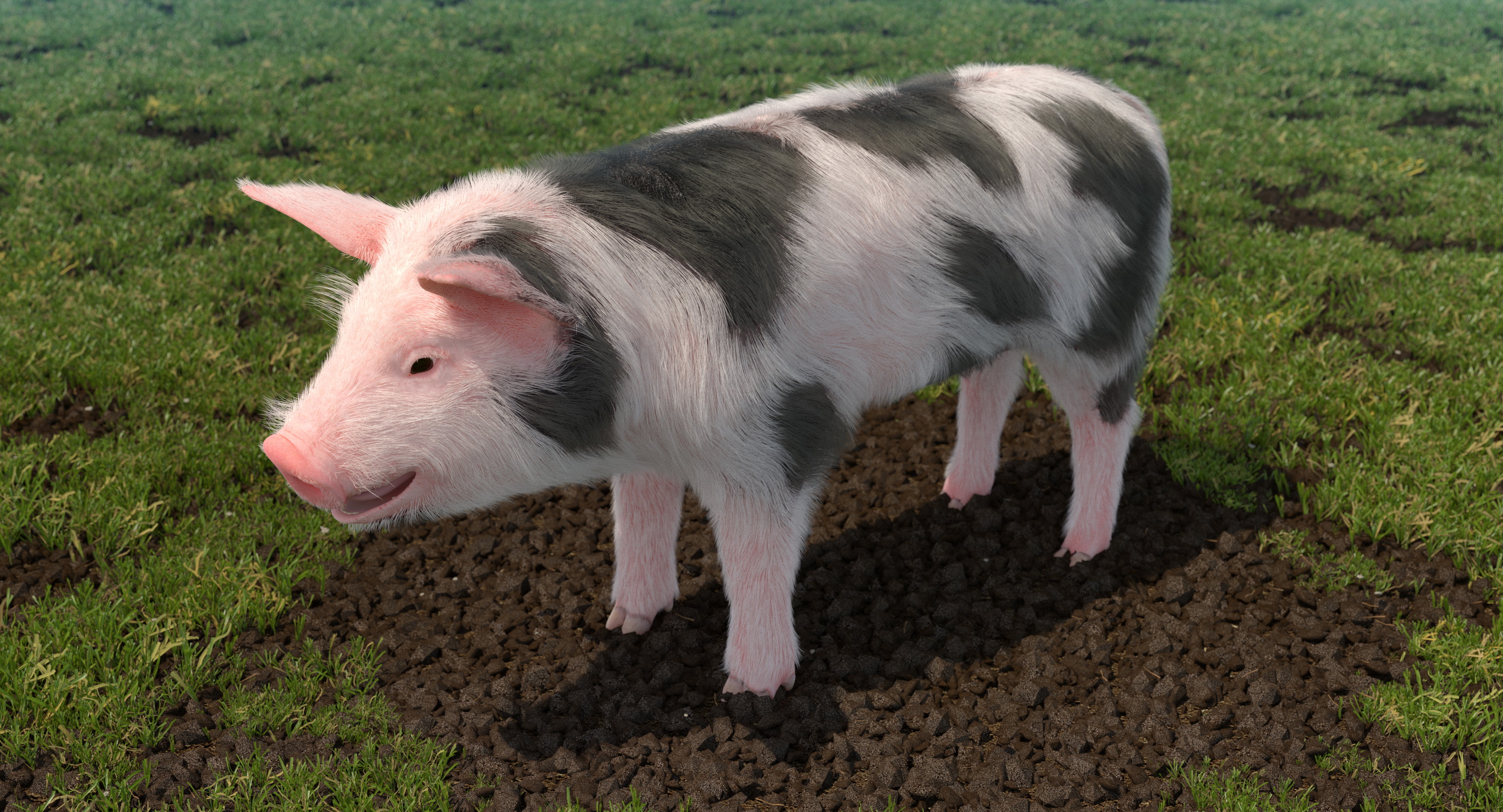 3D Pig Piglet Pietrain with Fur model