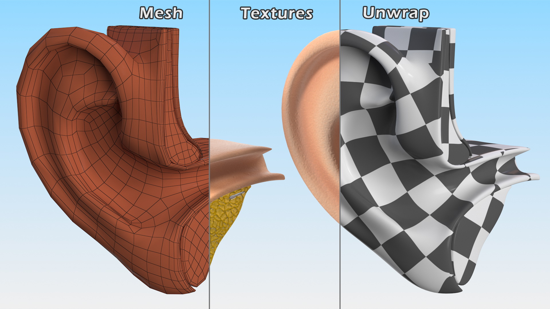 3D Ear Structure model