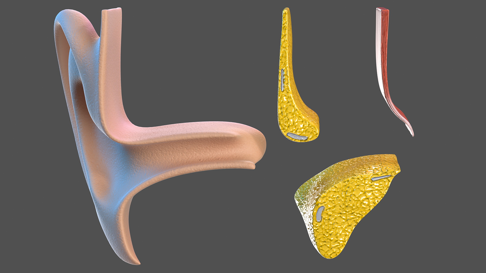 3D Ear Structure model