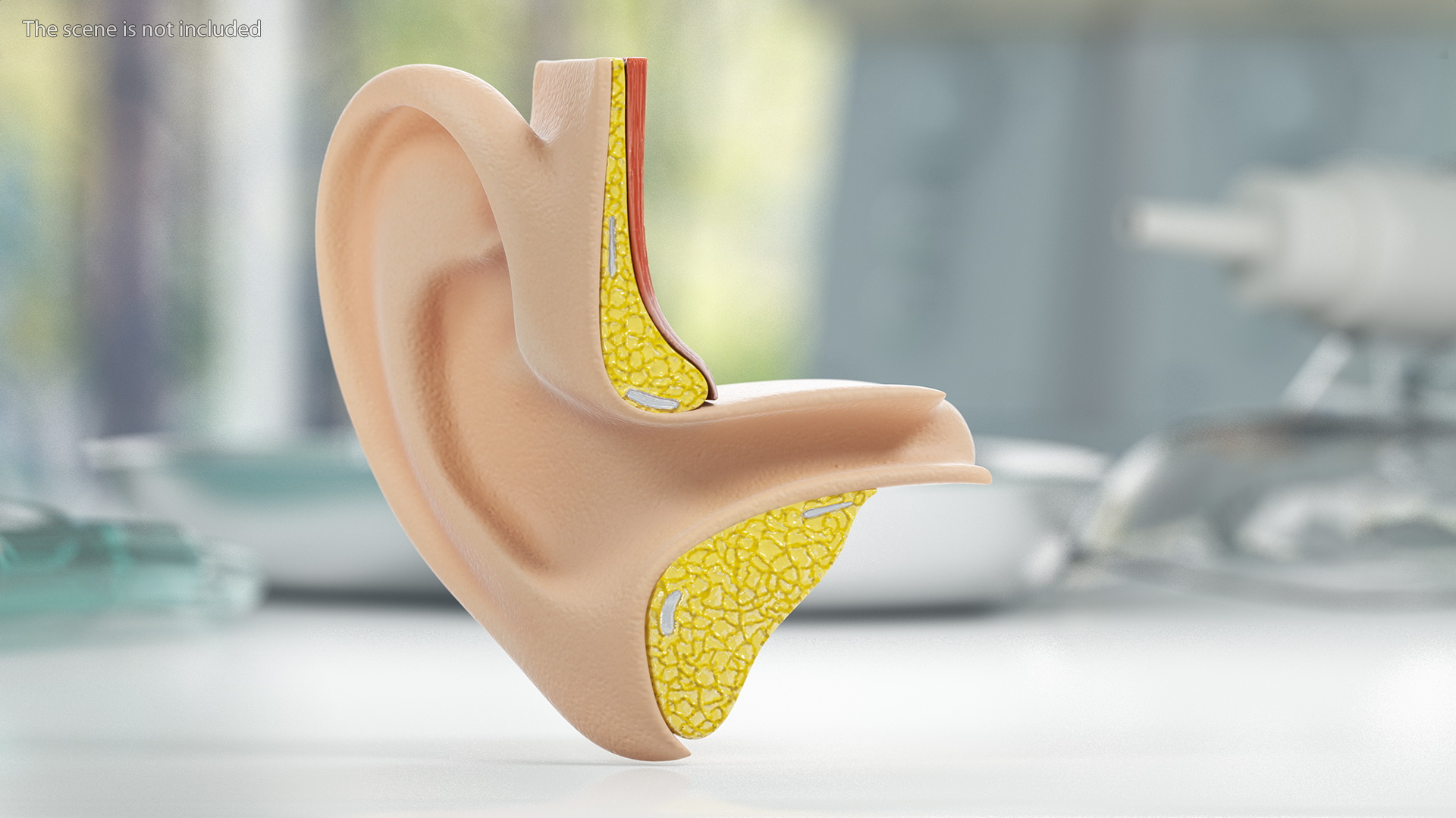 3D Ear Structure model