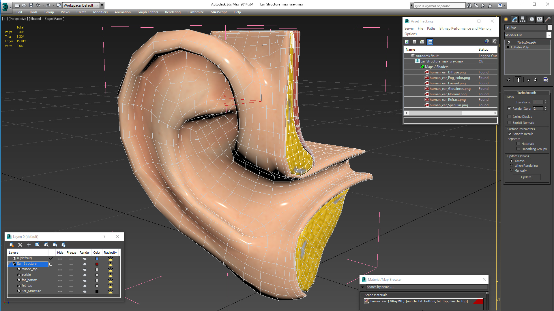 3D Ear Structure model