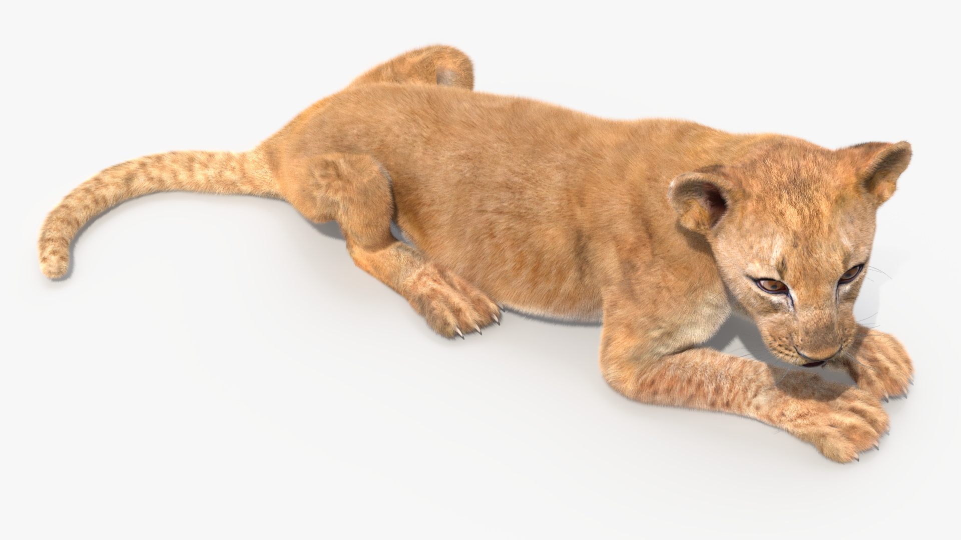 3D Lion Cub Lying Down Fur model