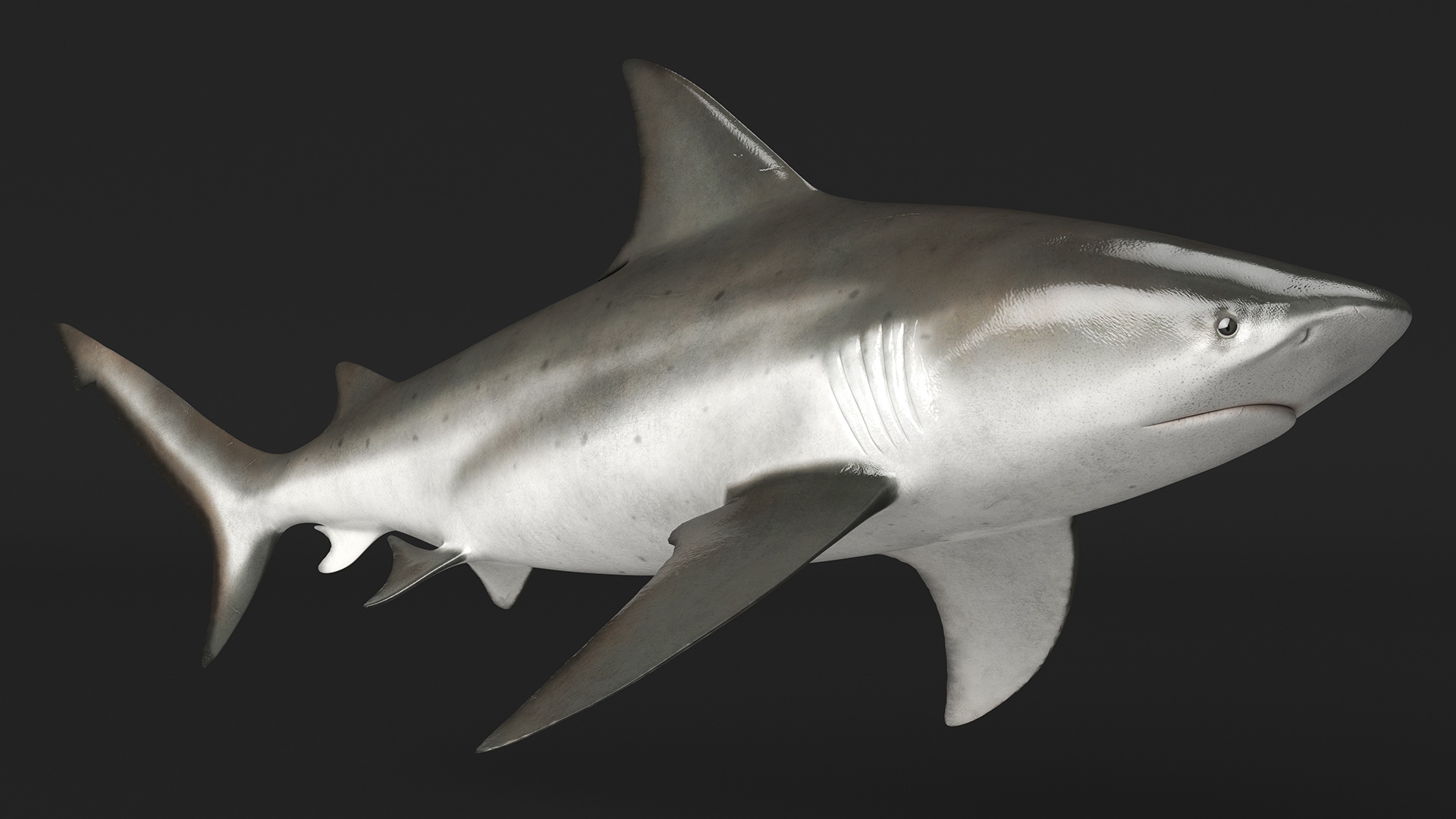 3D Bull Shark or Carcharhinus Leucas model