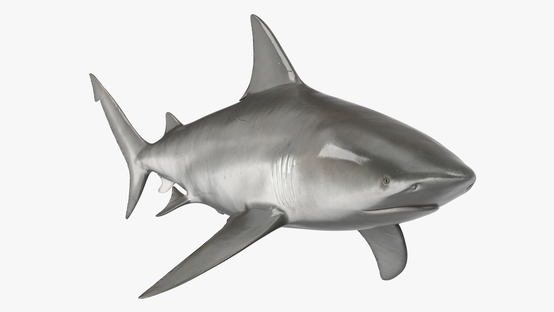 3D Bull Shark or Carcharhinus Leucas model