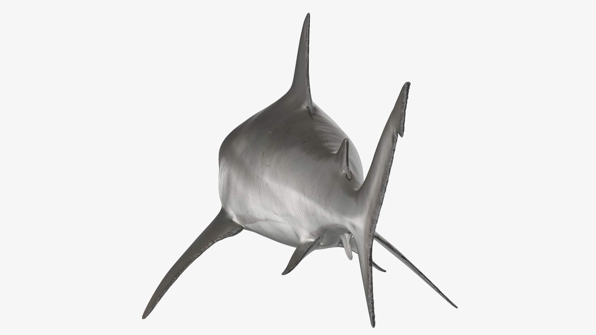 3D Bull Shark or Carcharhinus Leucas model