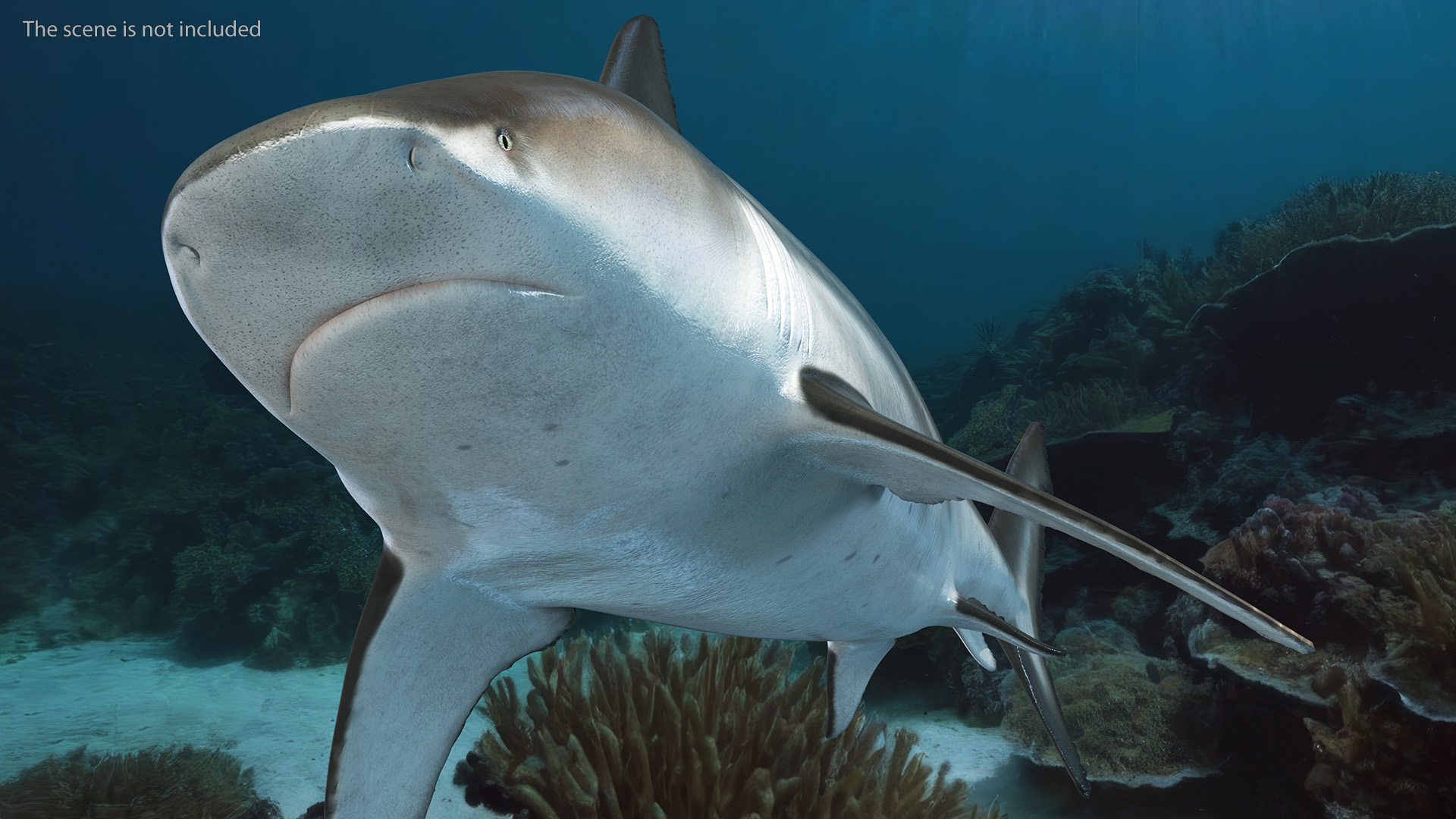 3D Bull Shark or Carcharhinus Leucas model