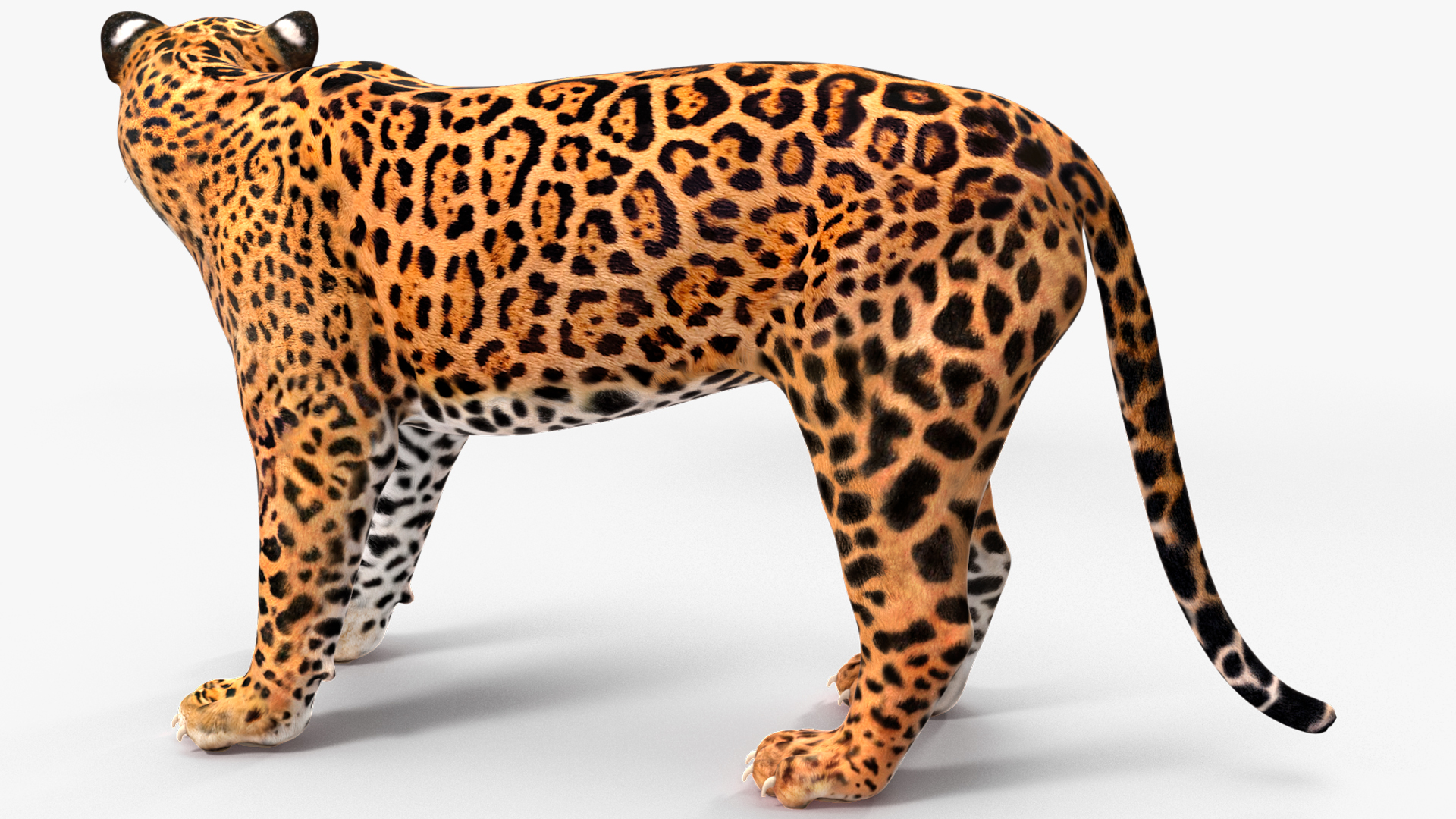 3D Jaguar Rigged model