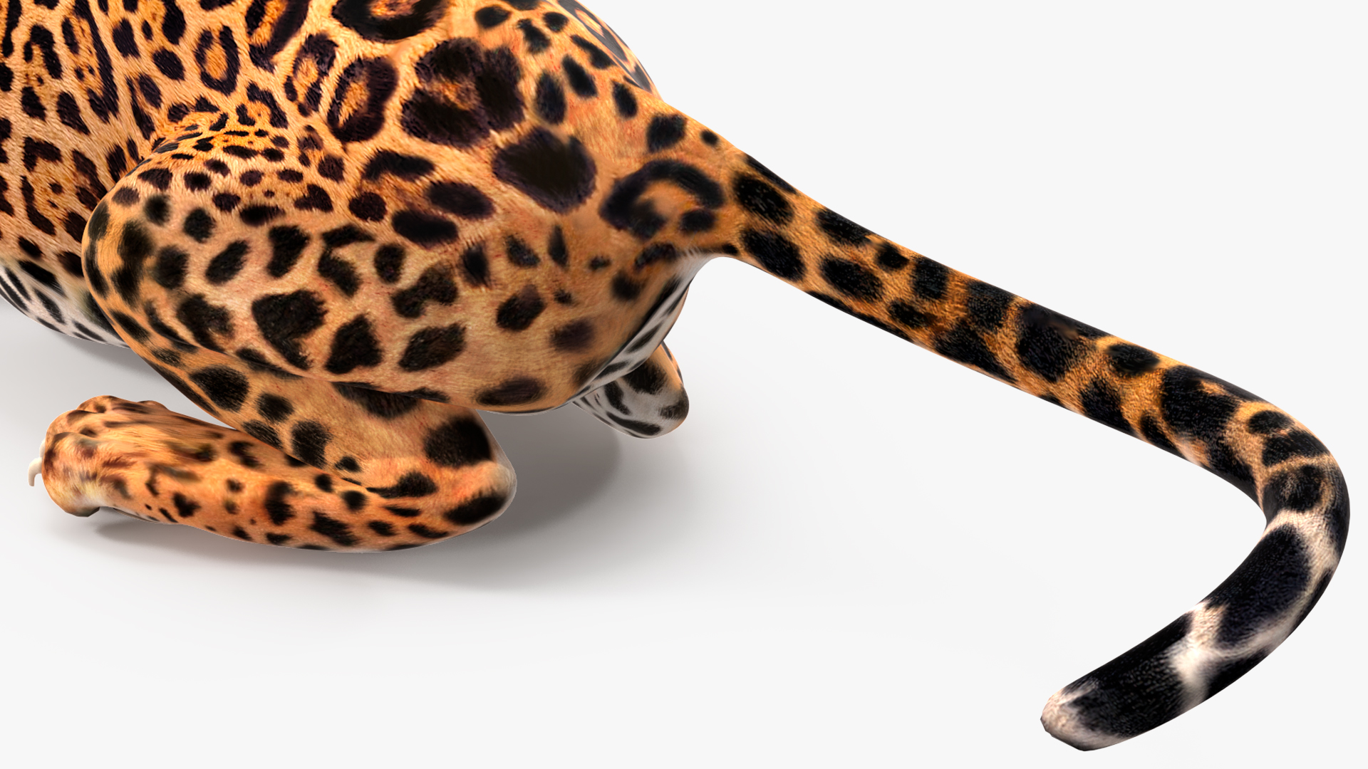 Jaguar Rigged for Maya 3D