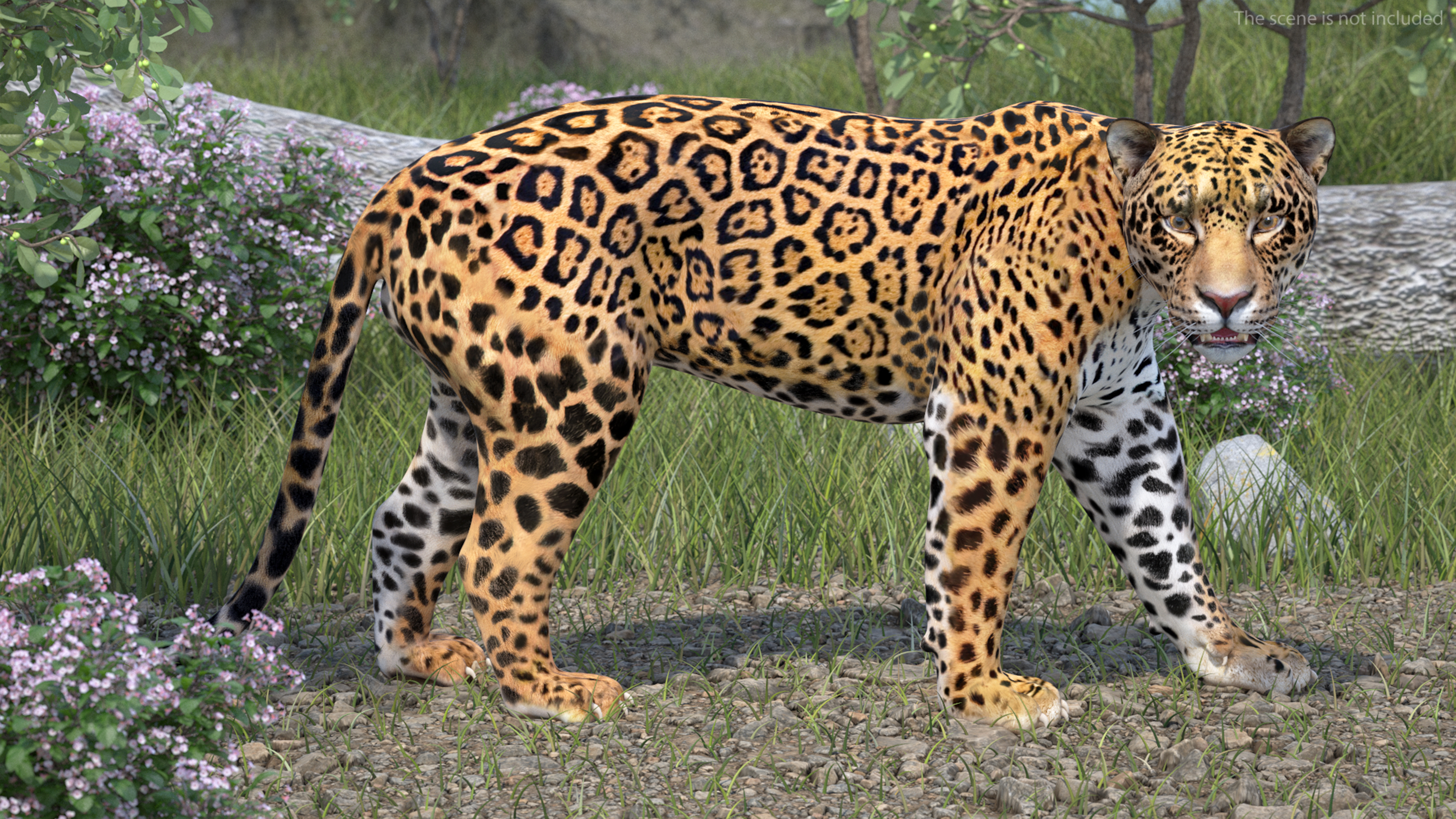 Jaguar Rigged for Maya 3D