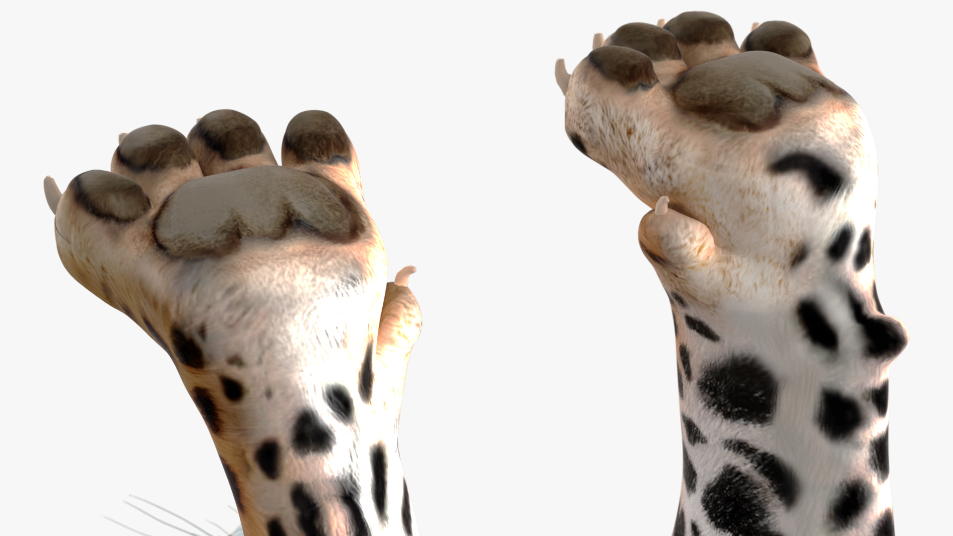 3D Jaguar Rigged model