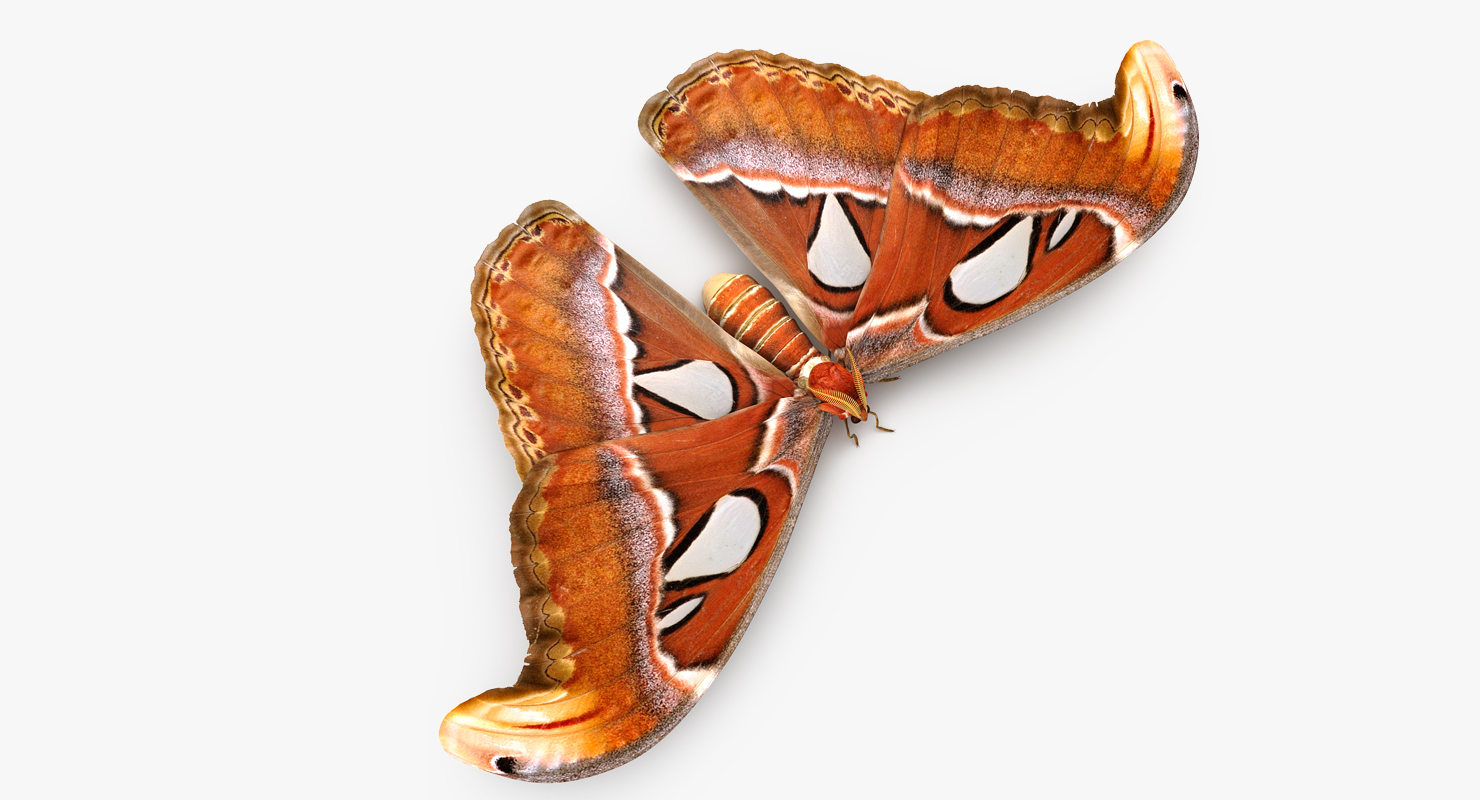 3D Atlas Moth Sitting Pose model