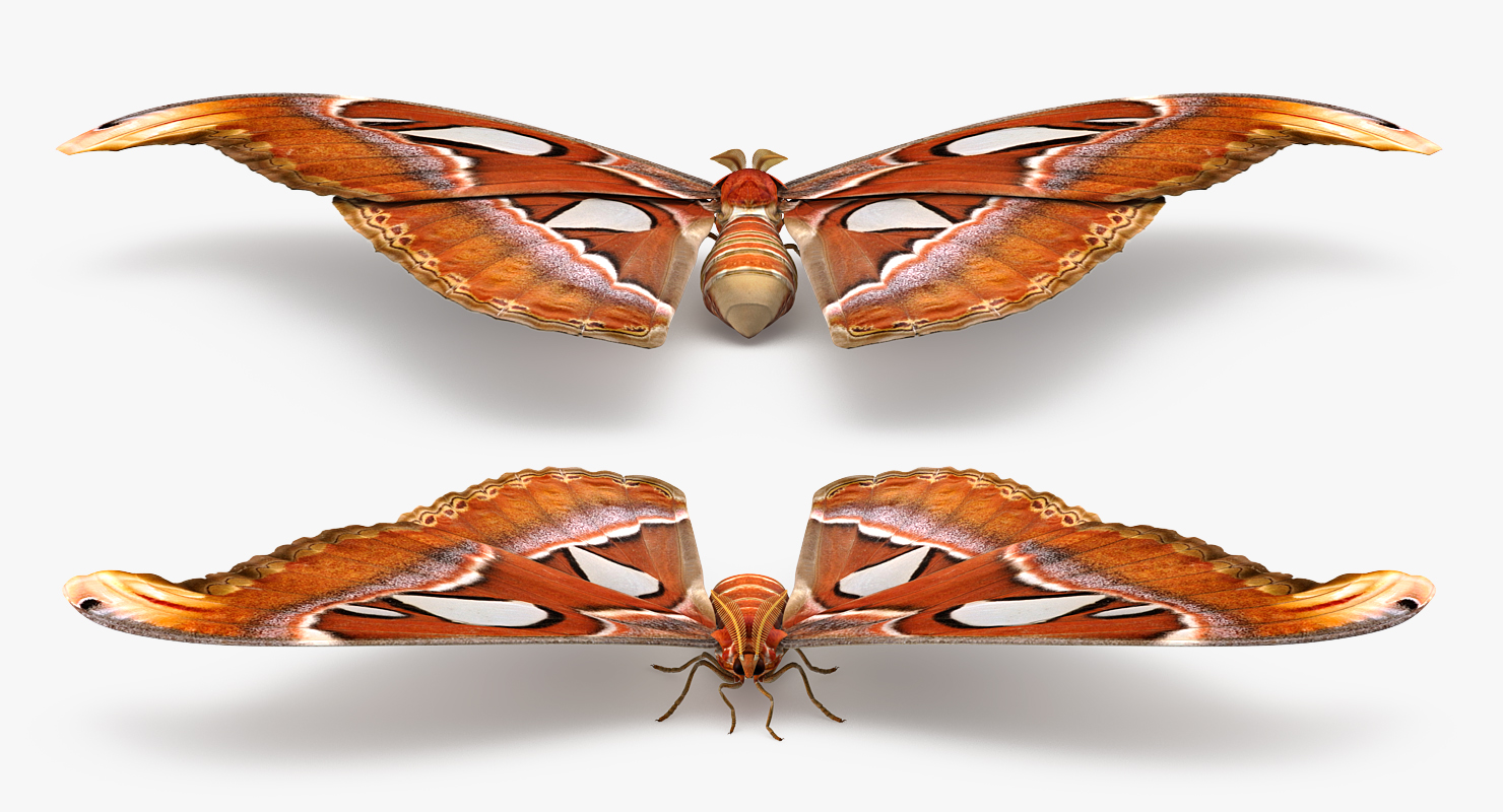 3D Atlas Moth Sitting Pose model