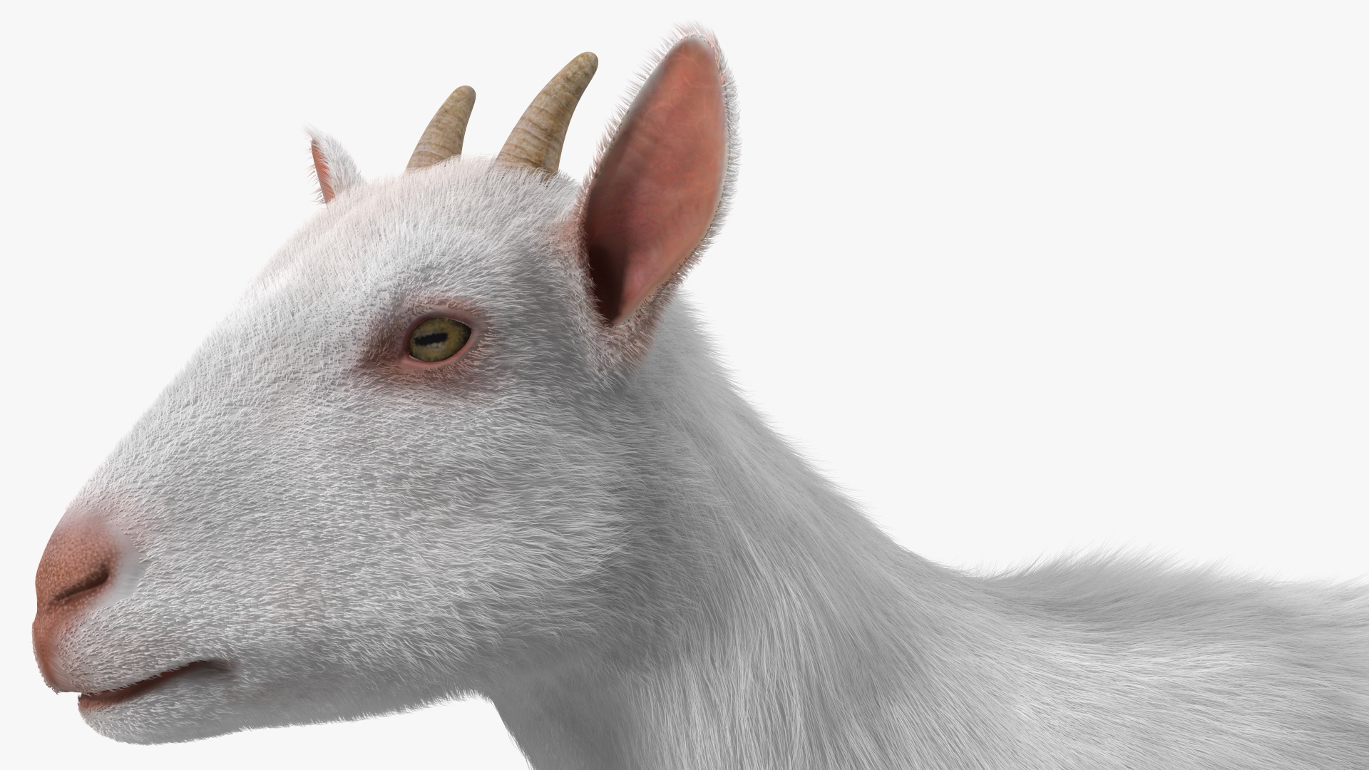 3D Goat Saanen Breed Rigged Fur model