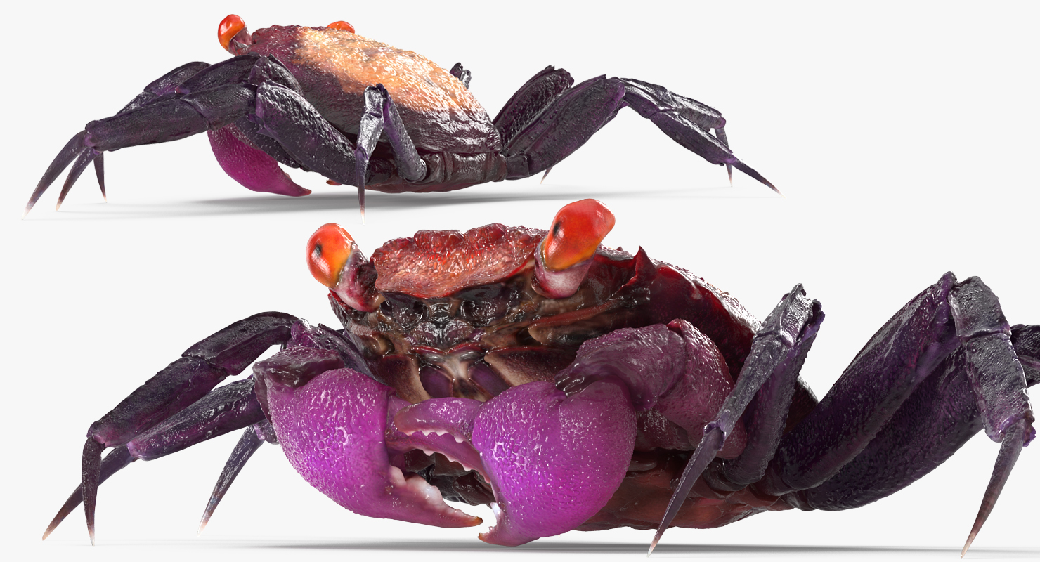 3D model Vampire Crab Geosesarma Rigged