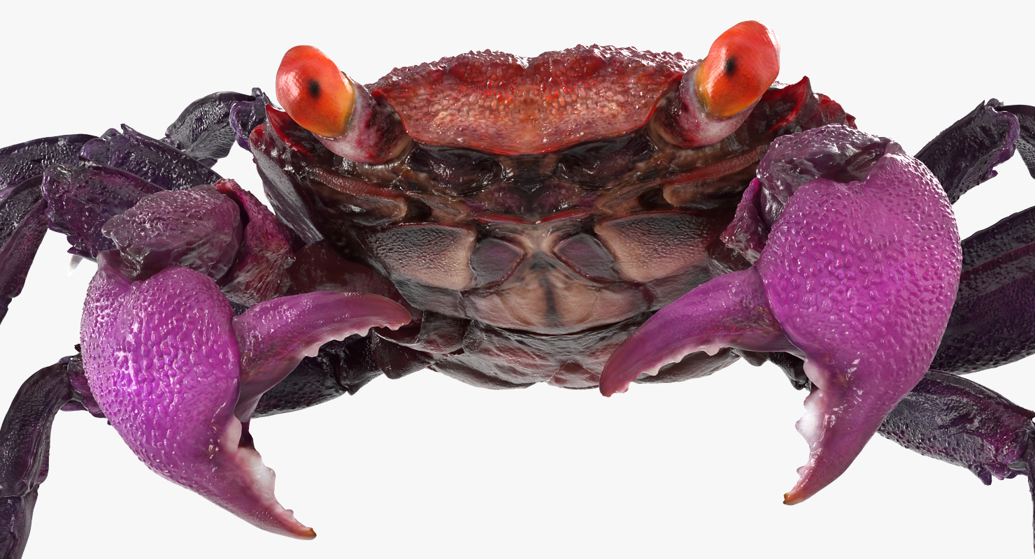 3D model Vampire Crab Geosesarma Rigged