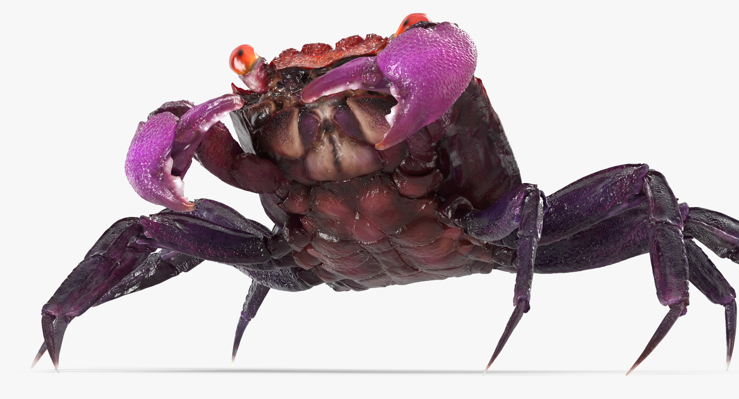 3D model Vampire Crab Geosesarma Rigged