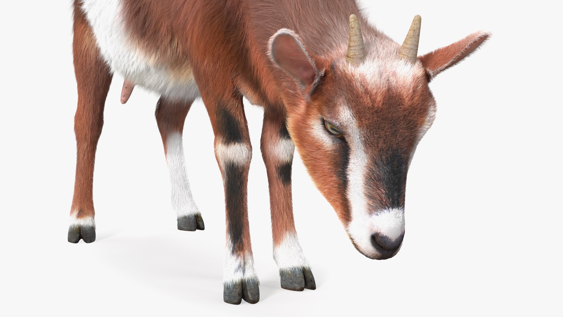 3D Goat on Pasture Brown-White Fur