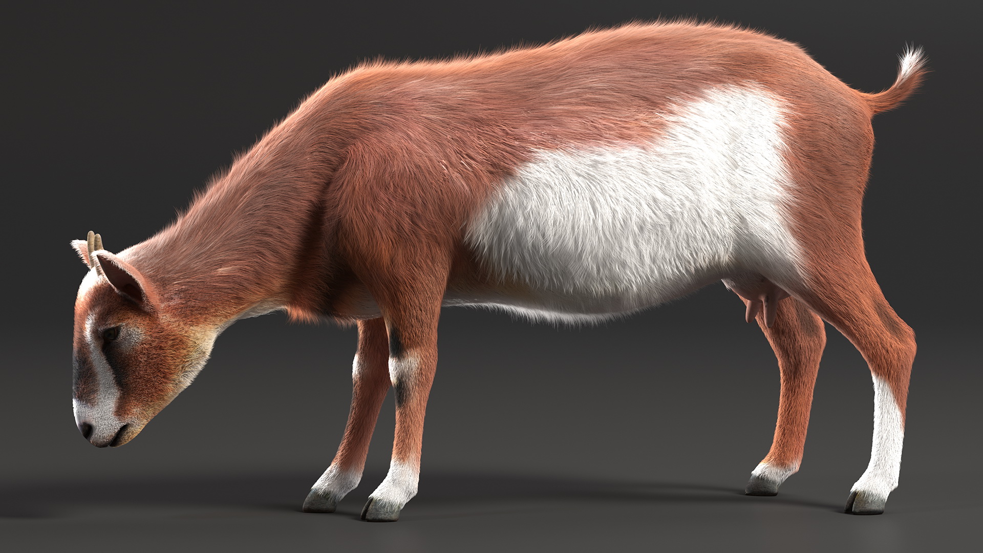 3D Goat on Pasture Brown-White Fur