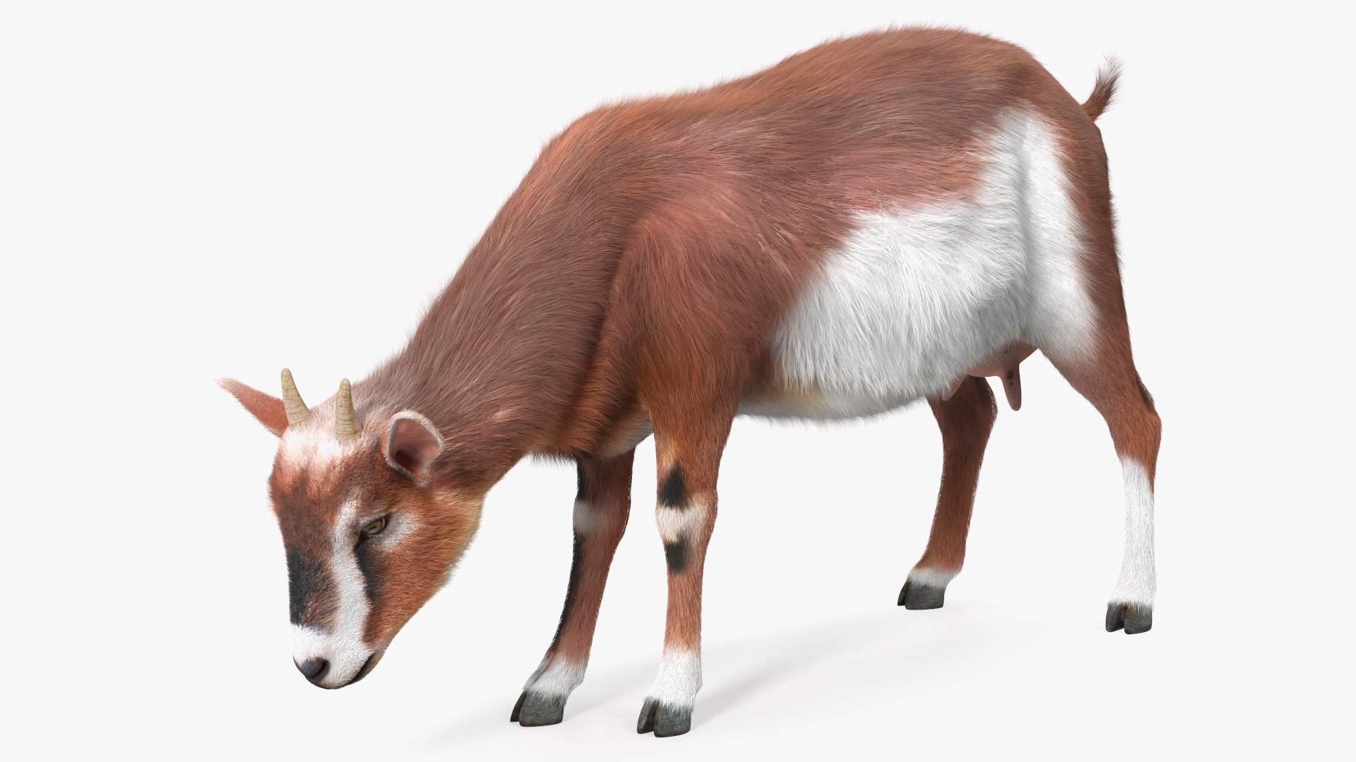 3D Goat on Pasture Brown-White Fur