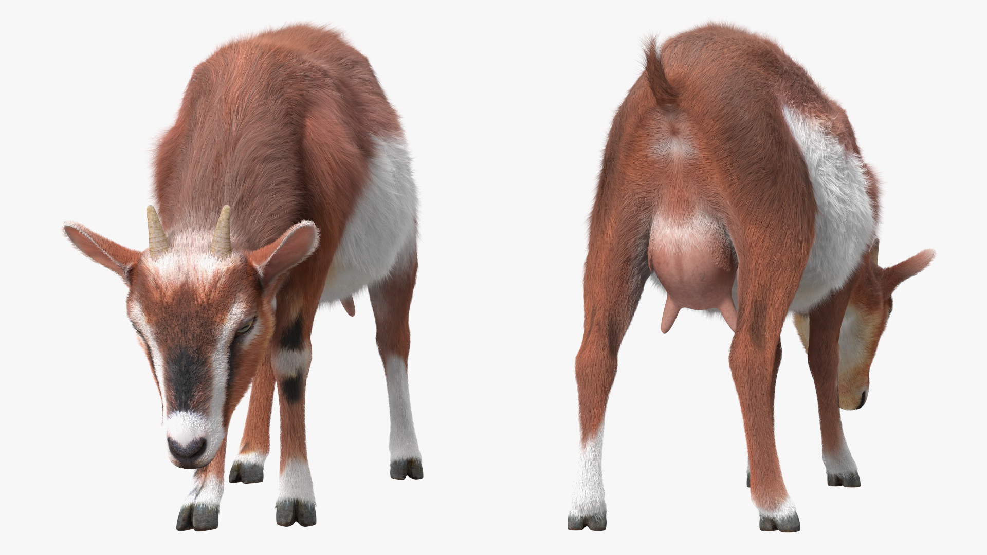 3D Goat on Pasture Brown-White Fur