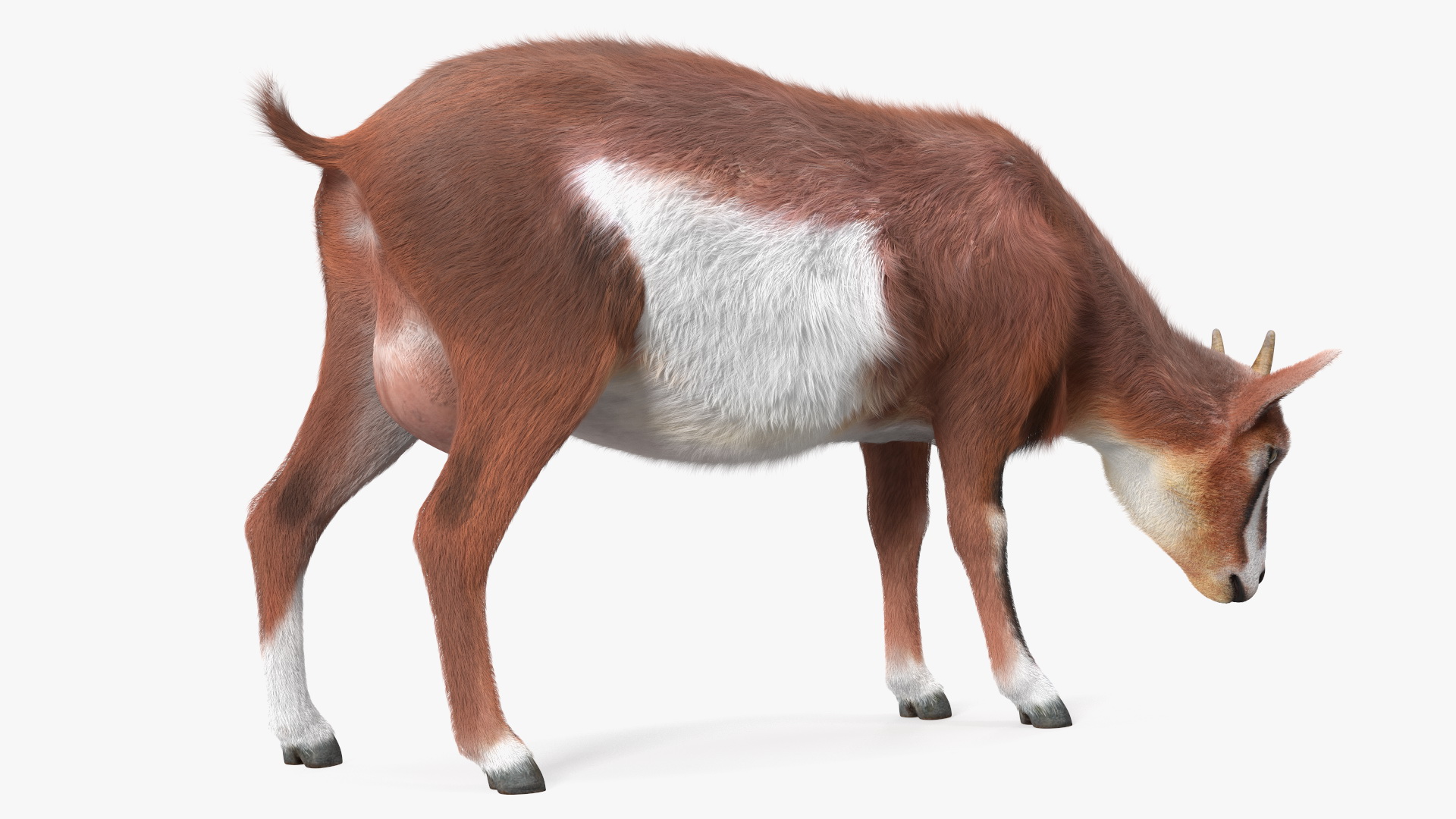 3D Goat on Pasture Brown-White Fur