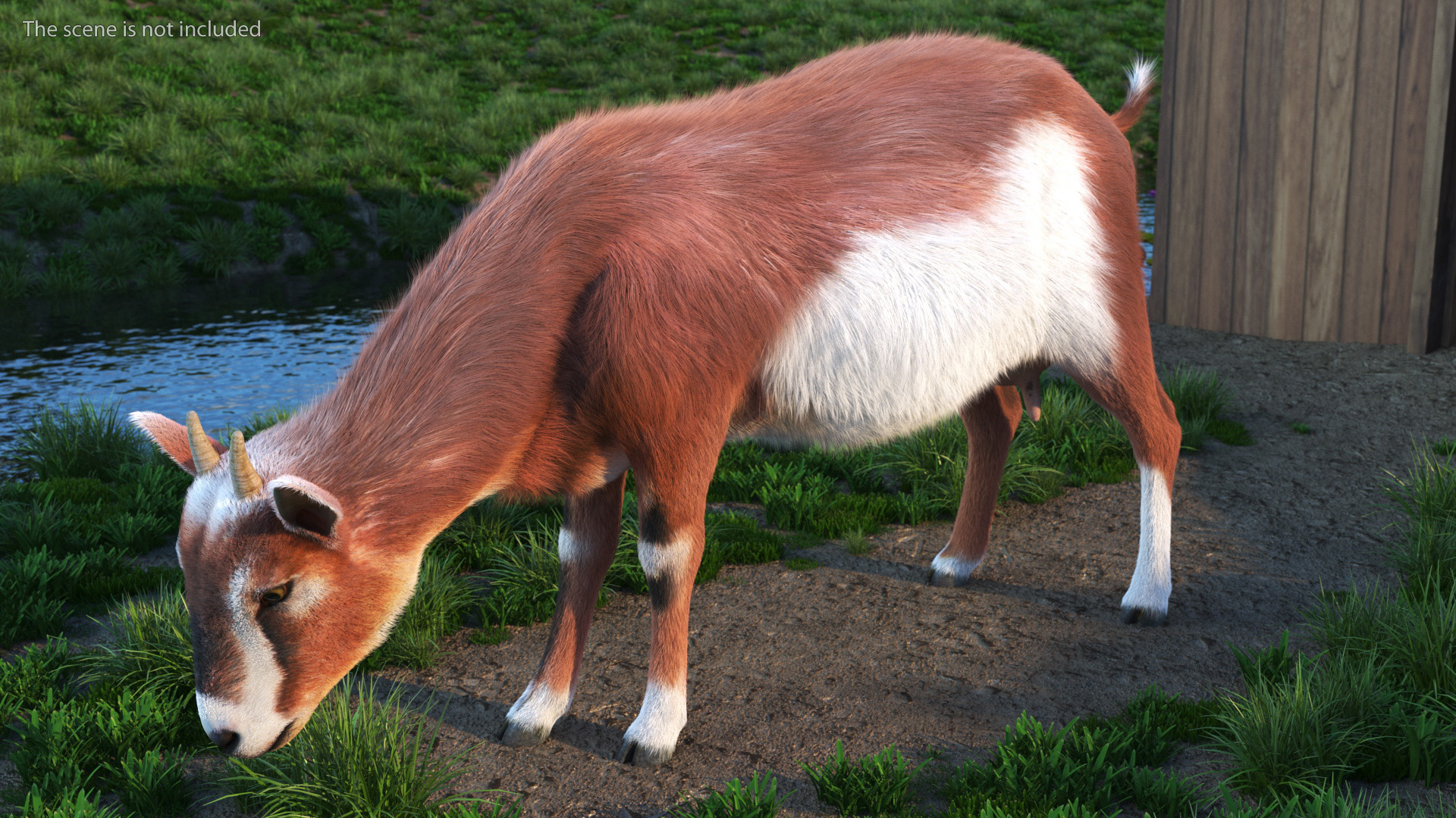 3D Goat on Pasture Brown-White Fur