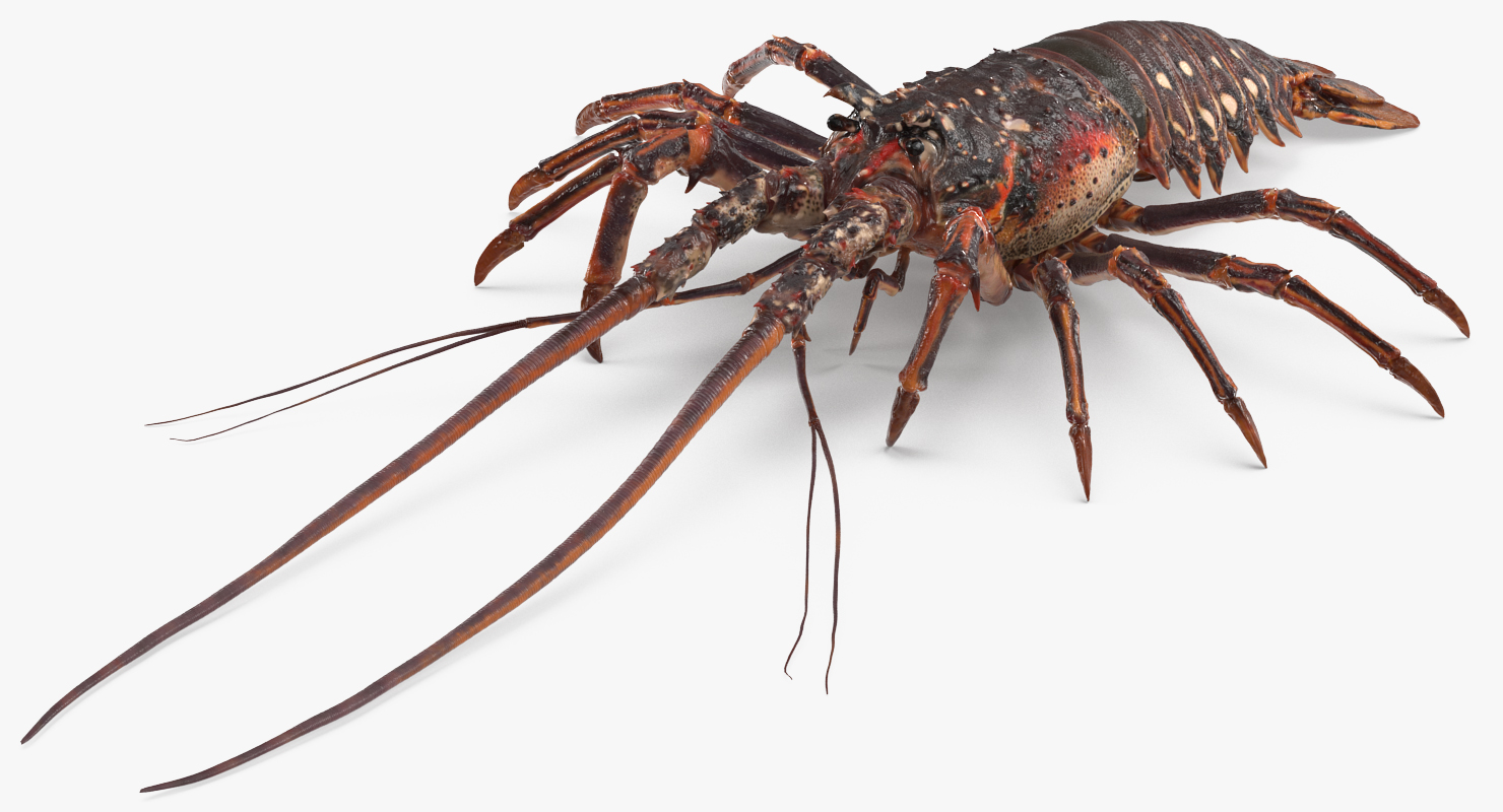 Langouste 3D model