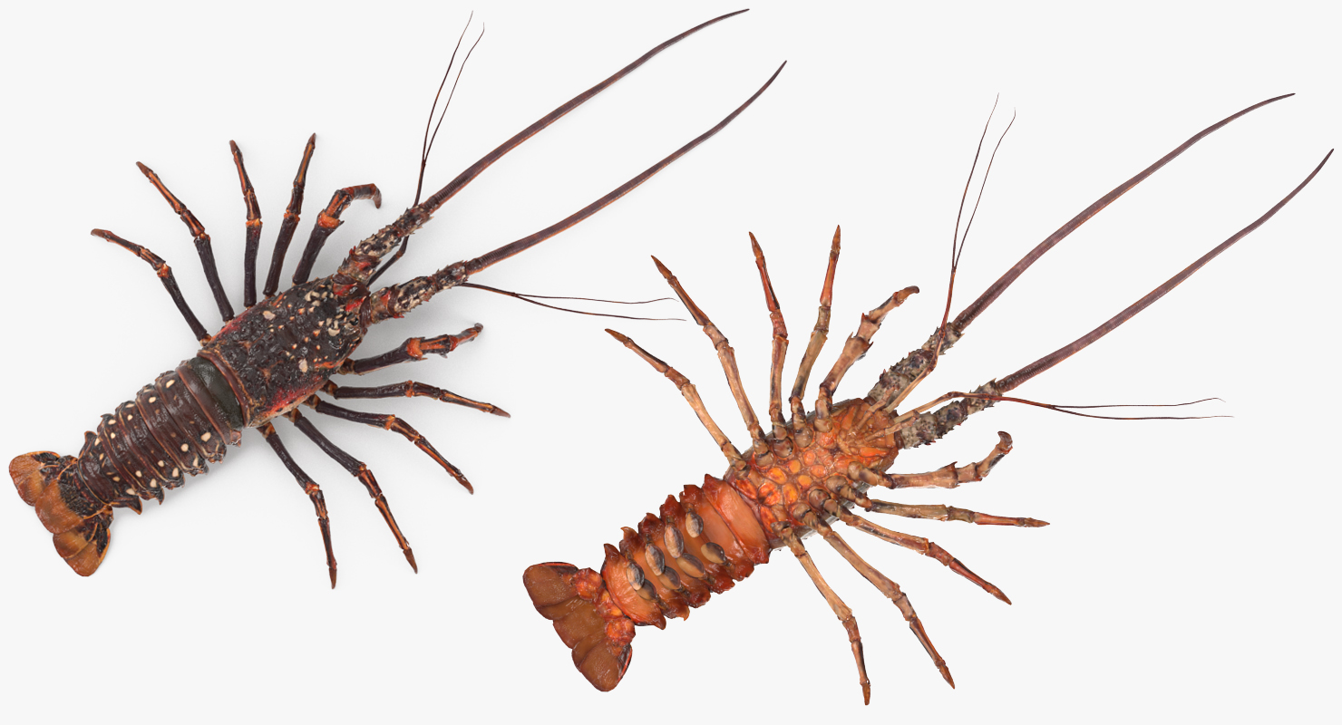 Langouste 3D model