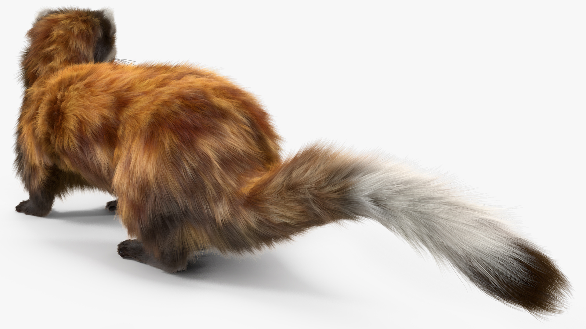 3D Vormela Peregusna Fur Rigged model