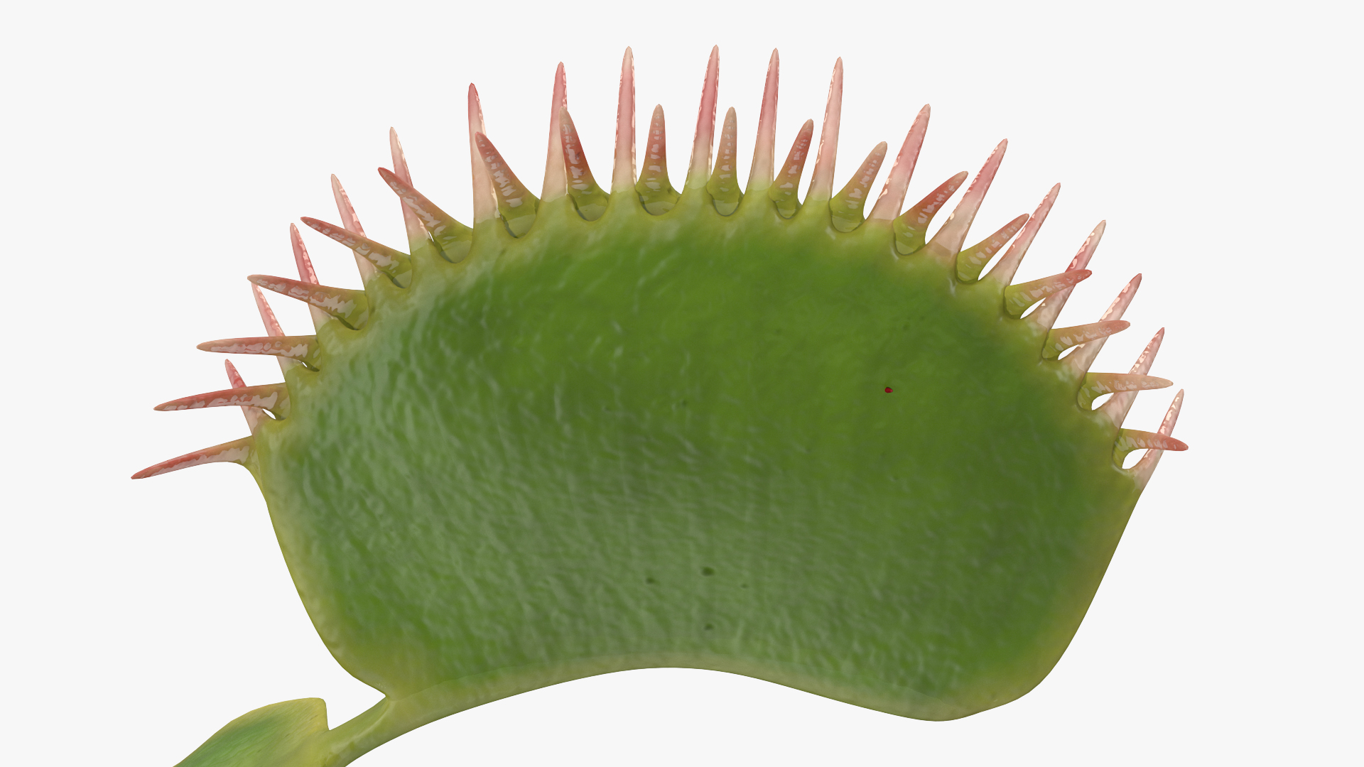 3D Venus Flytrap Dionaea Muscipula Rigged model